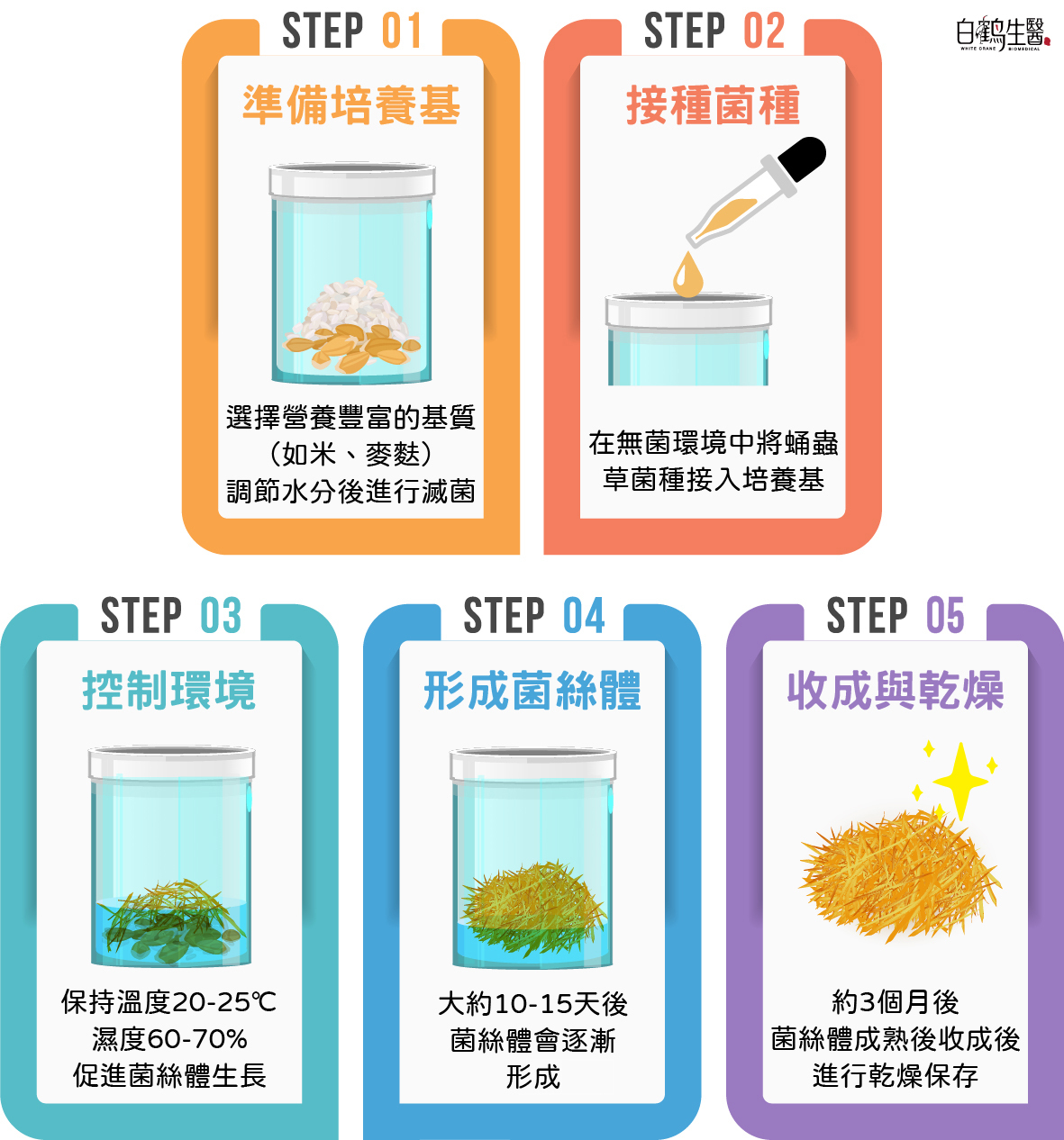 每三個月才能收成一次的黃金蟲草培育過程大公開