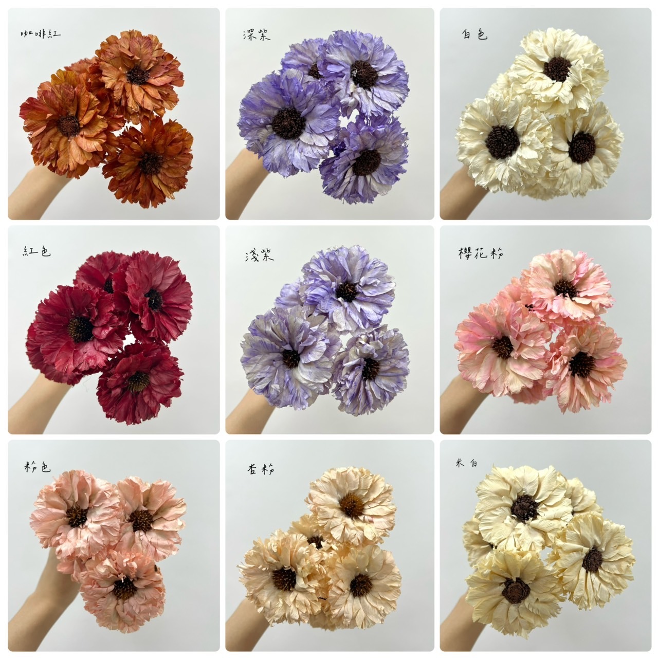 羽葉太陽花(5朵)