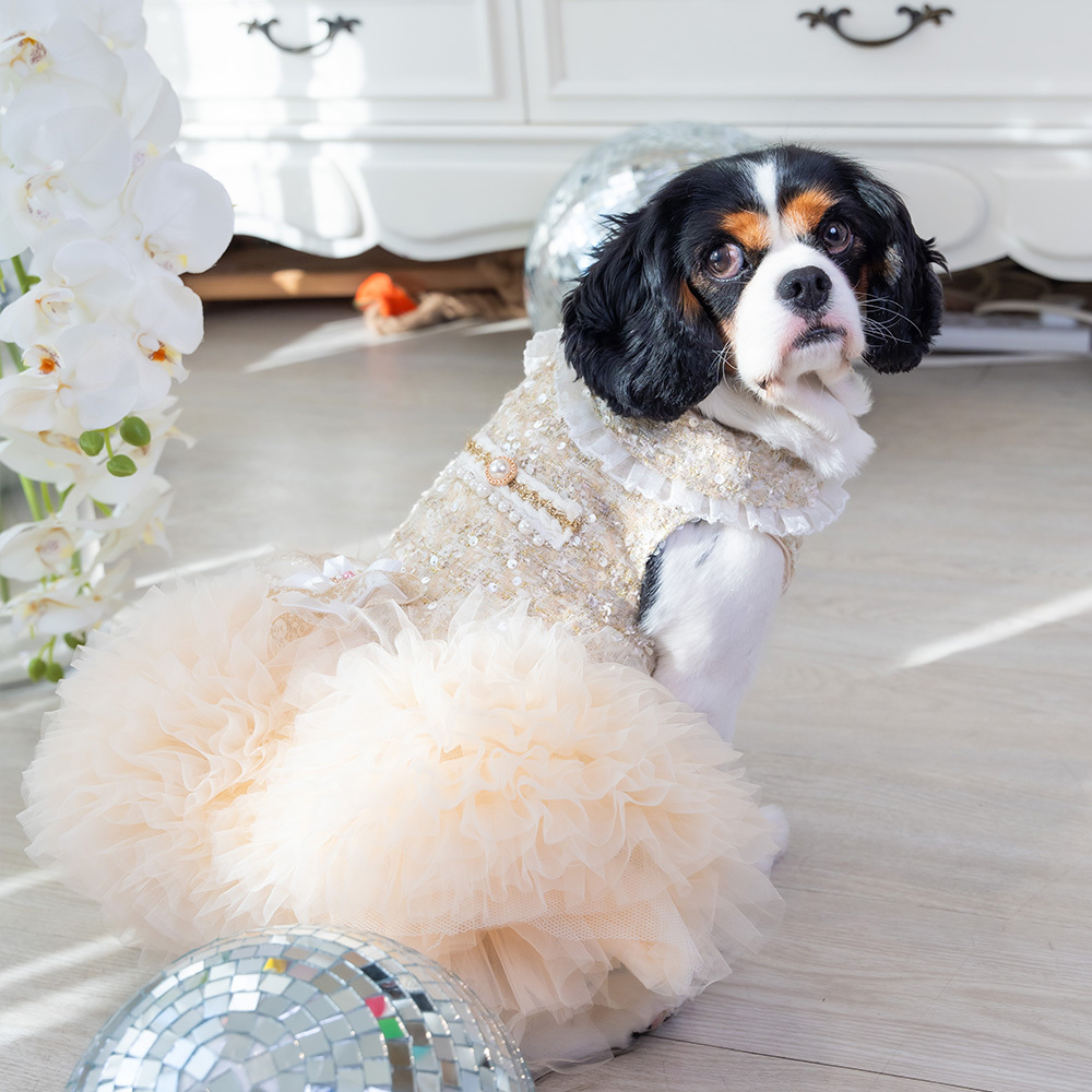 Champagne Tweed Dress