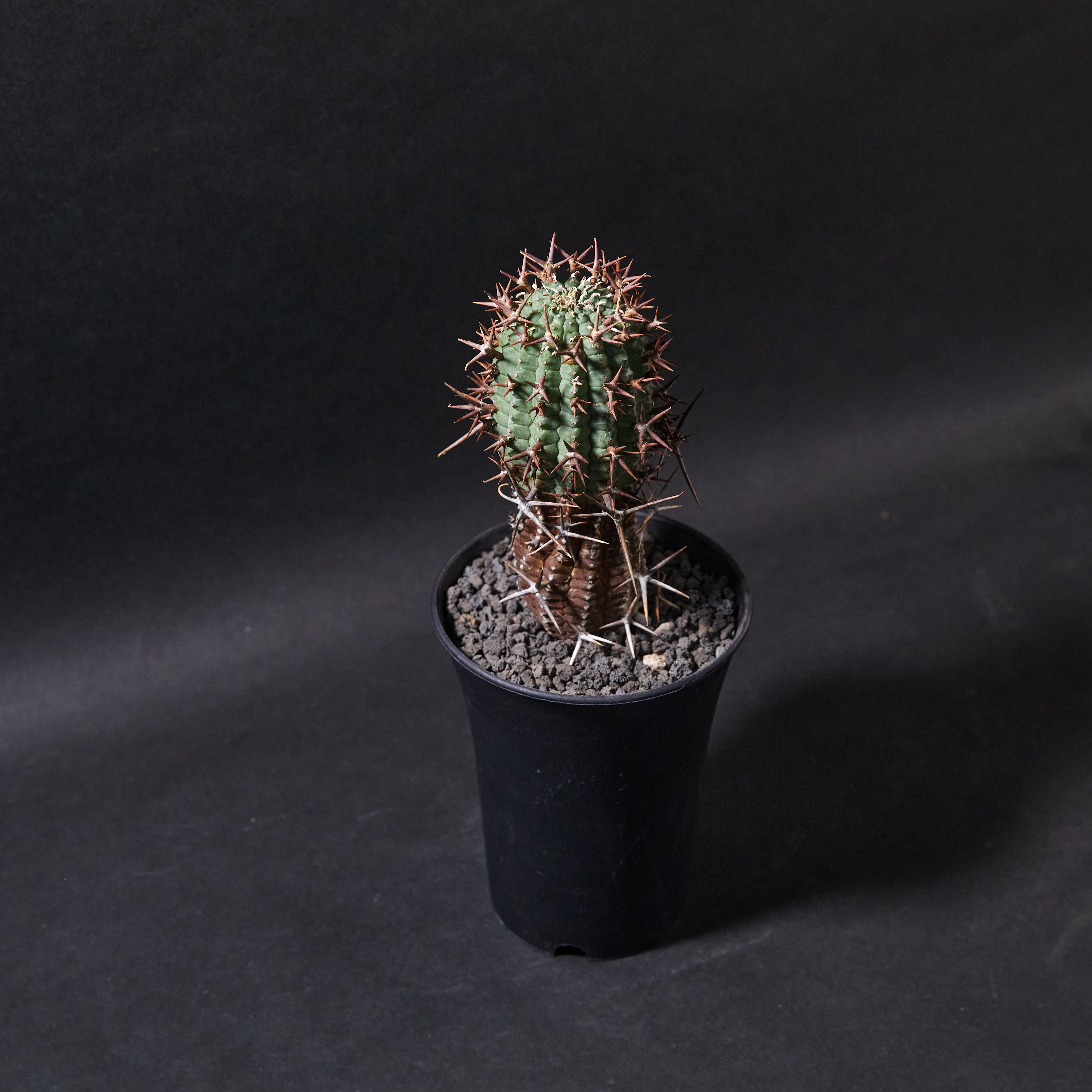 群星冠L size (01) Euphorbia stellispina