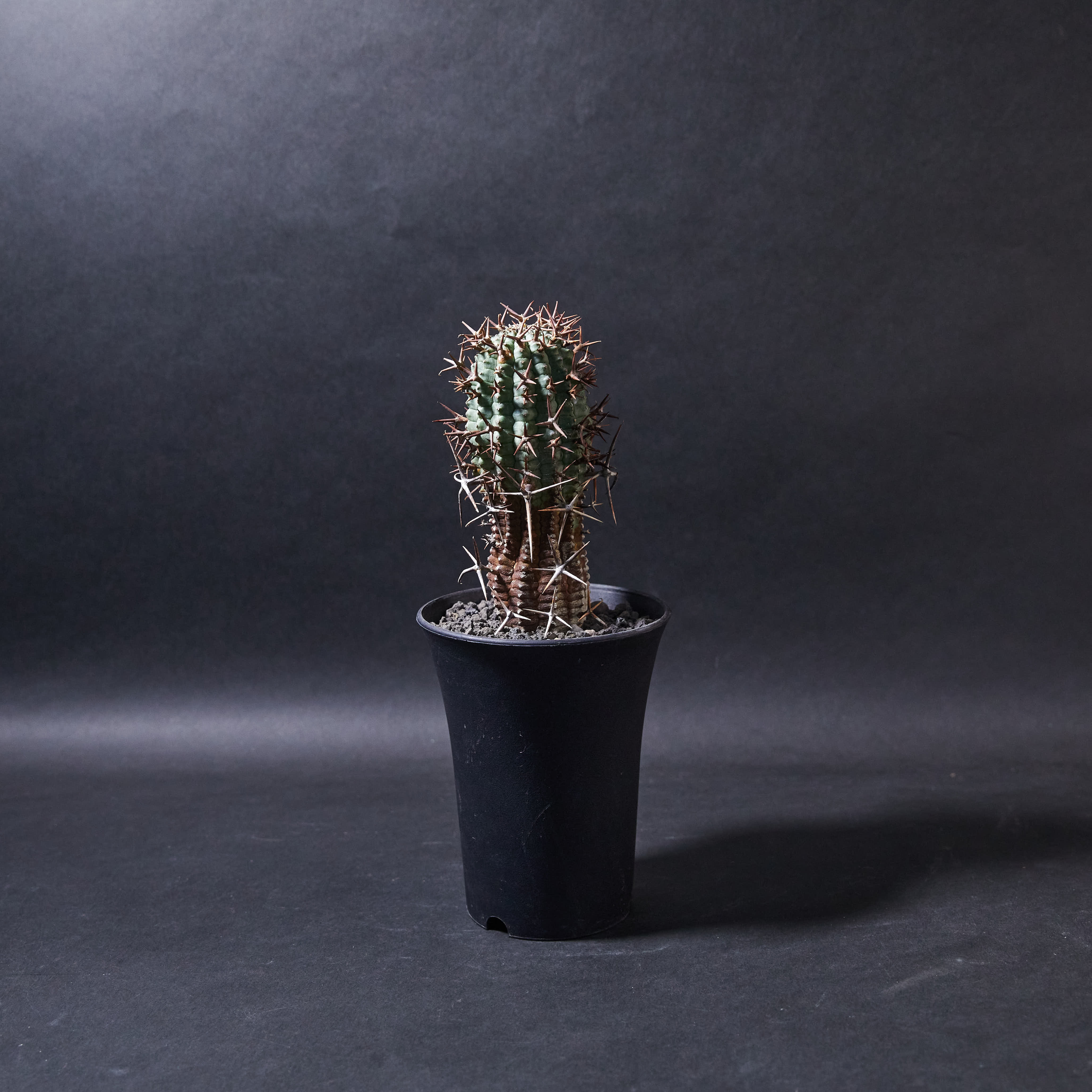 群星冠L size (01) Euphorbia stellispina