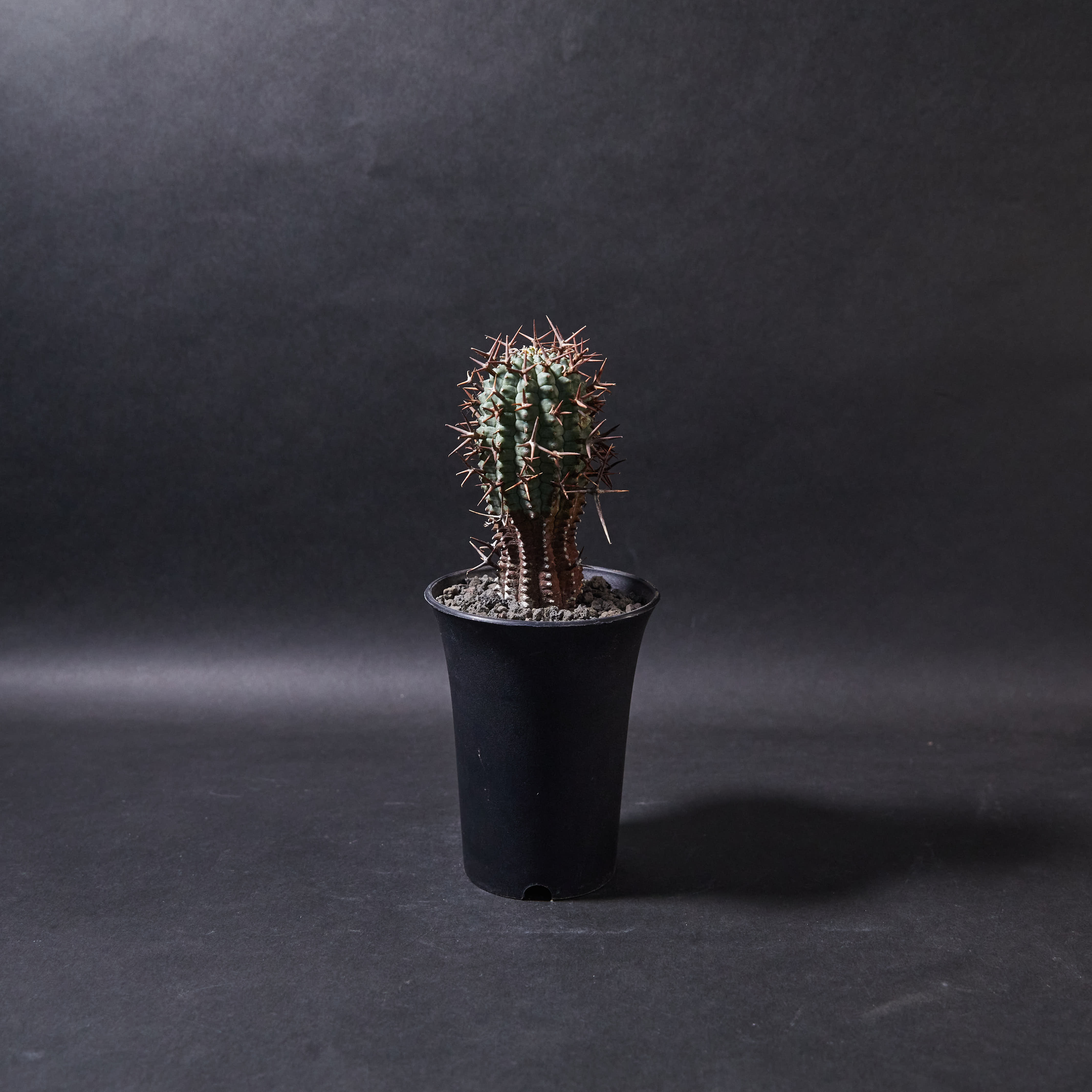 群星冠M size (03) Euphorbia stellispina