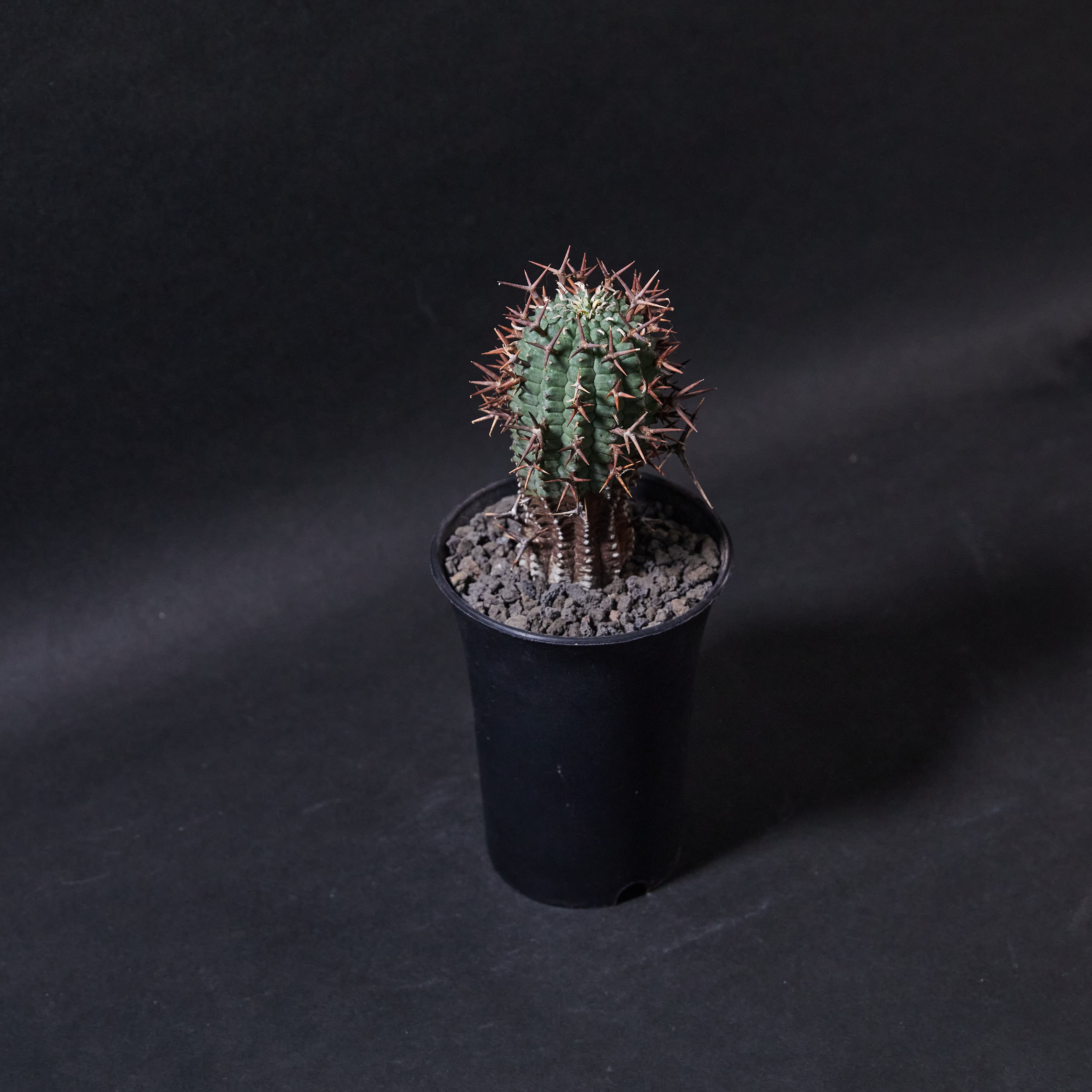 群星冠M size (03) Euphorbia stellispina