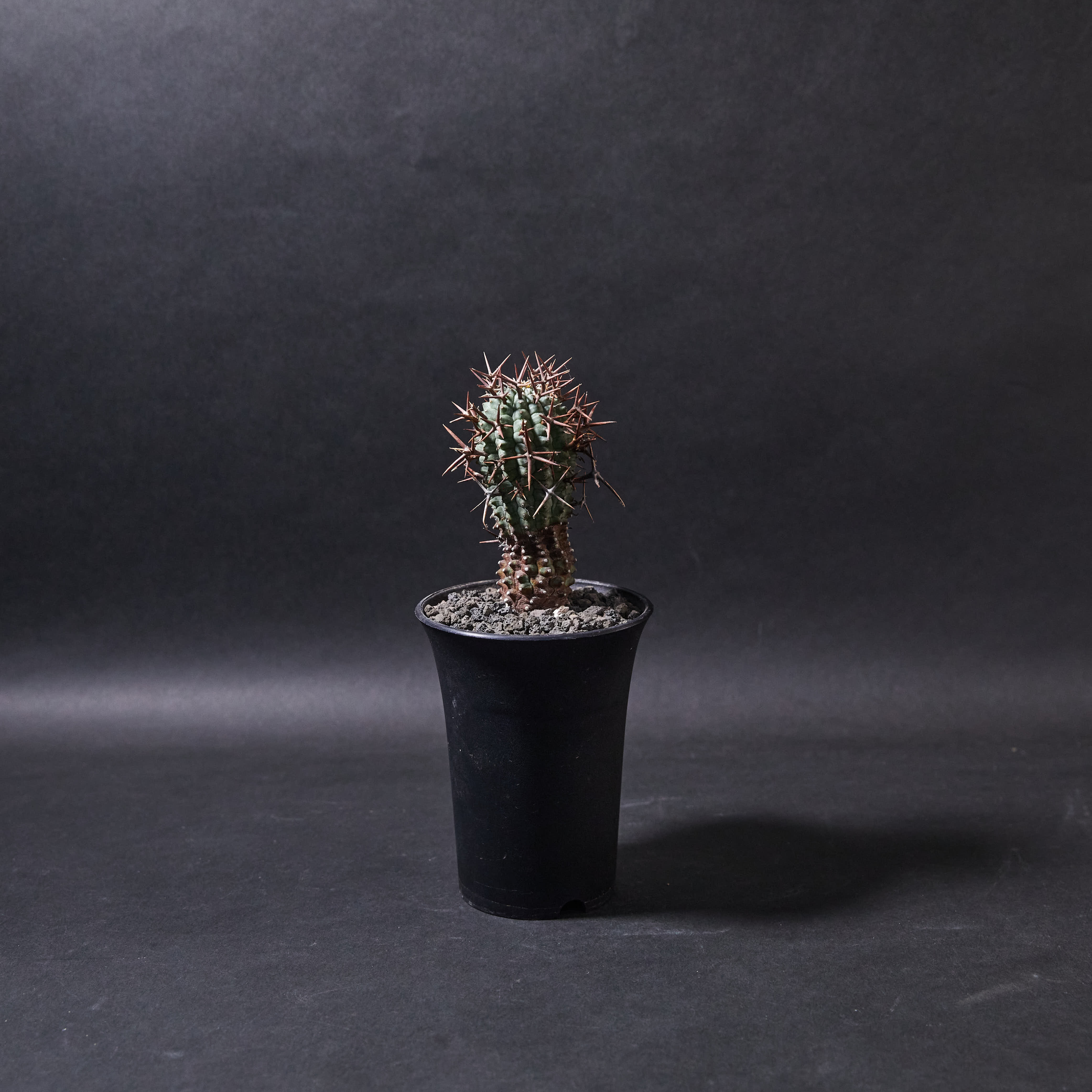 群星冠S size (02) Euphorbia stellispina