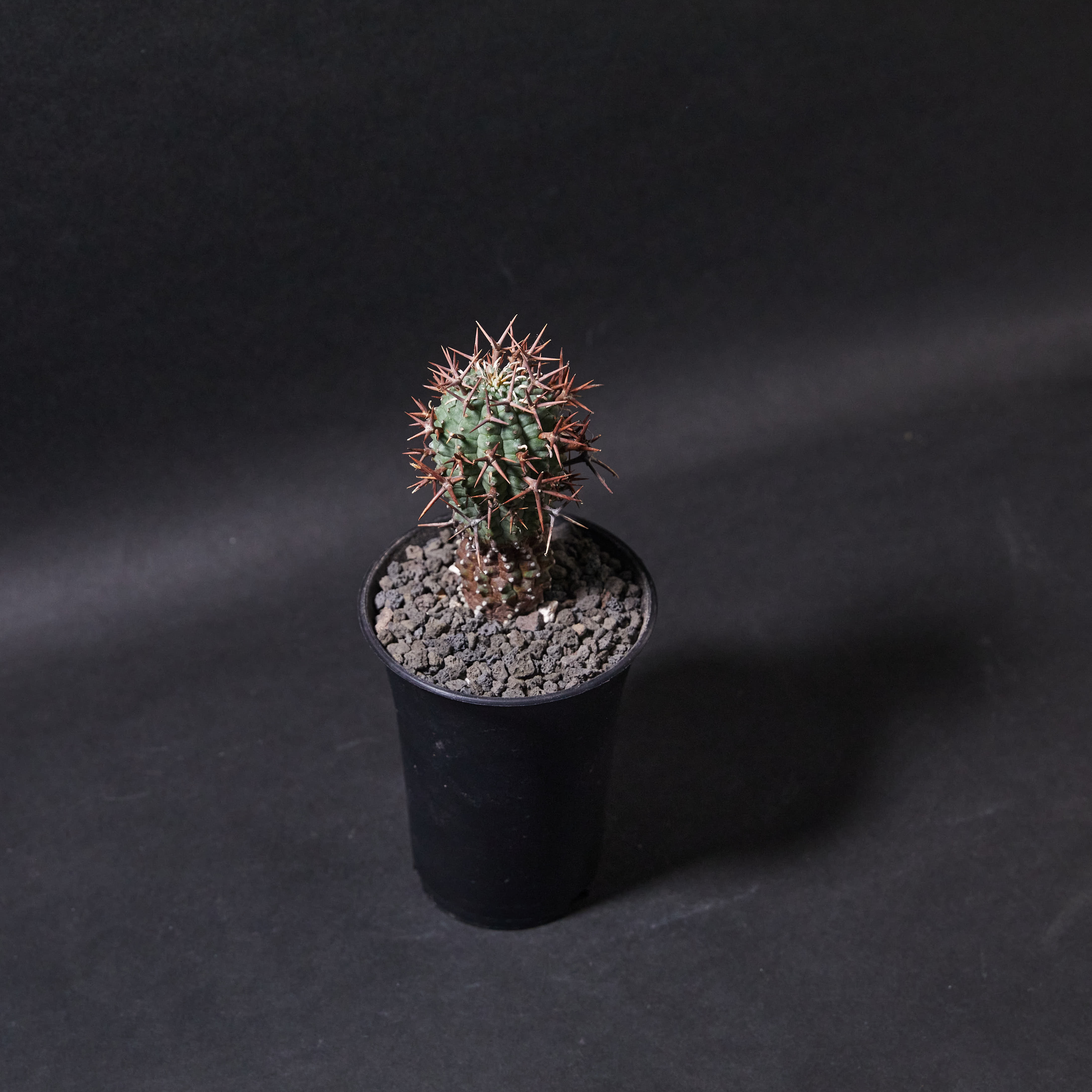 群星冠S size (02) Euphorbia stellispina