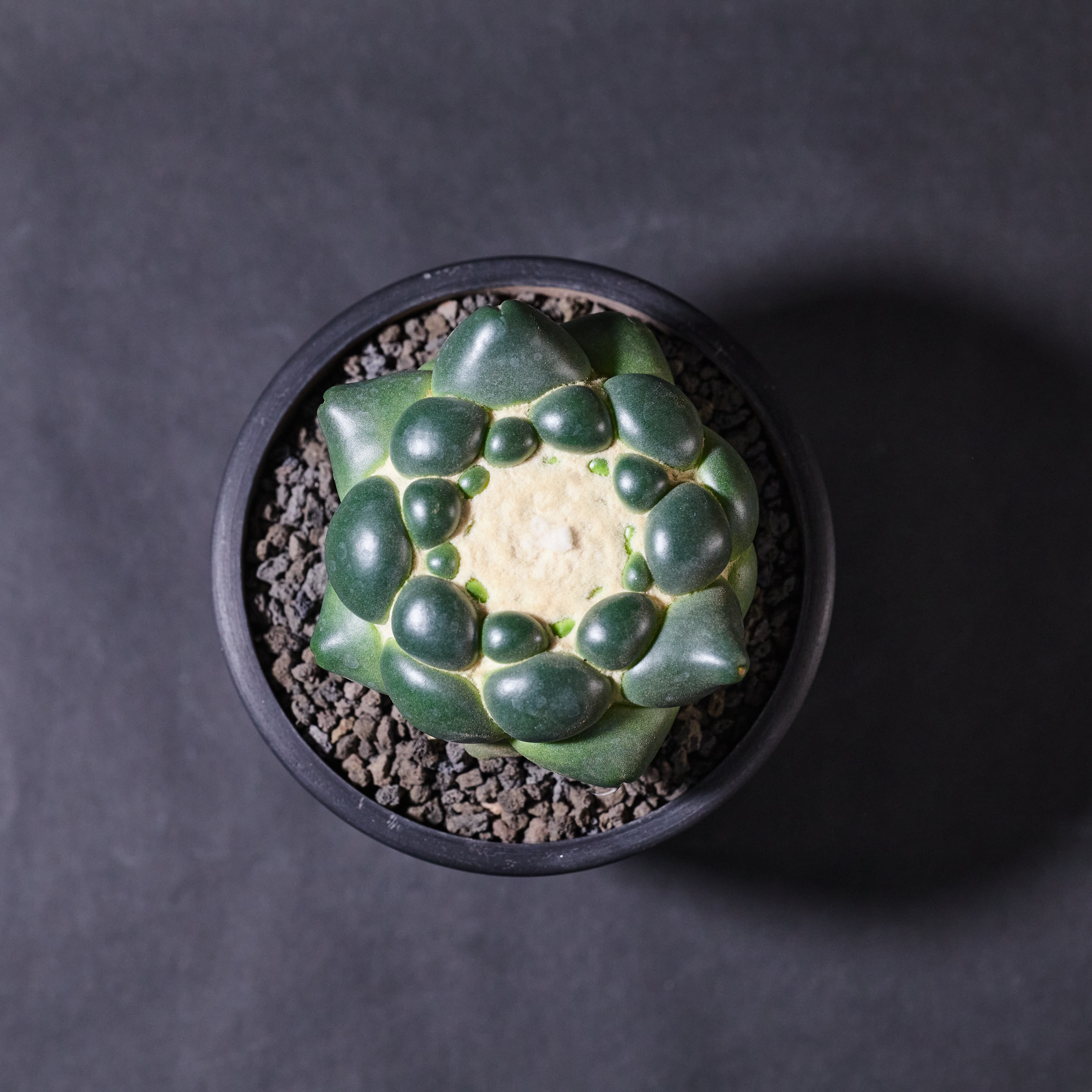 無刺象牙丸 C. elephantidens inermis