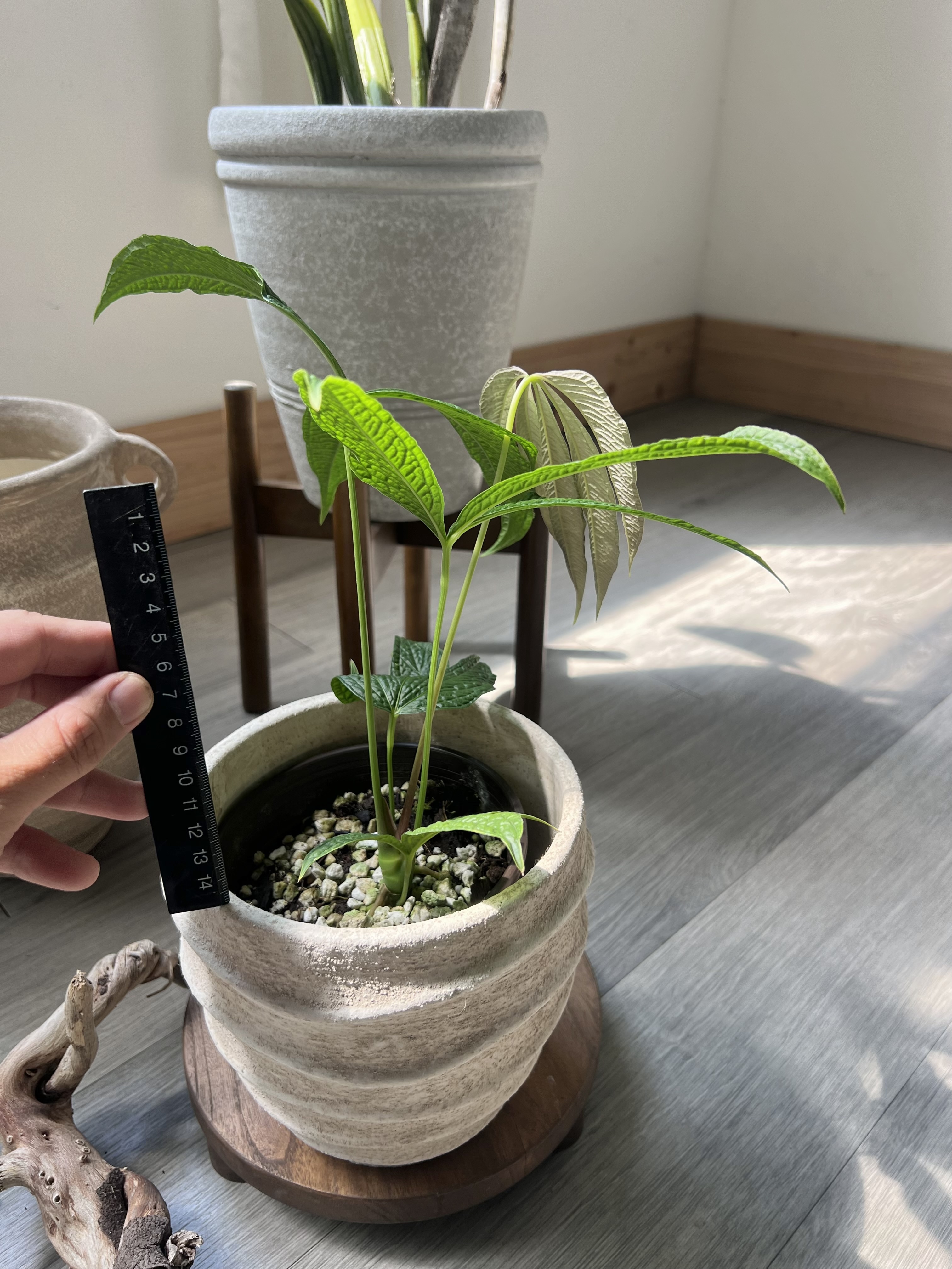 Anthurium croatii 'Corrugado'