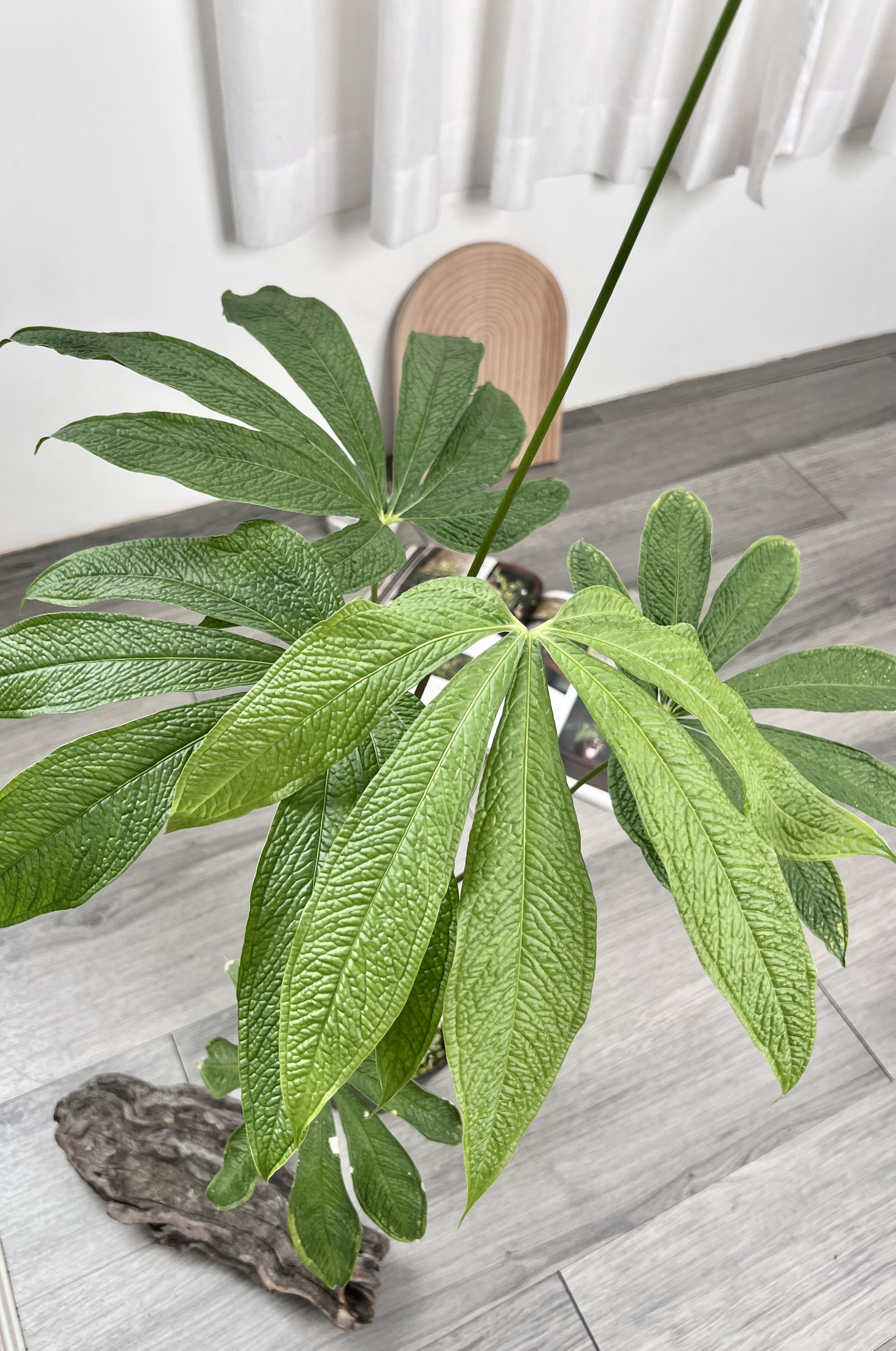 アンスリウム　クロアティ　コルガド　A Croatii Corrugado Anthurium croatii 'Corrugado' 泡泡掌葉花燭