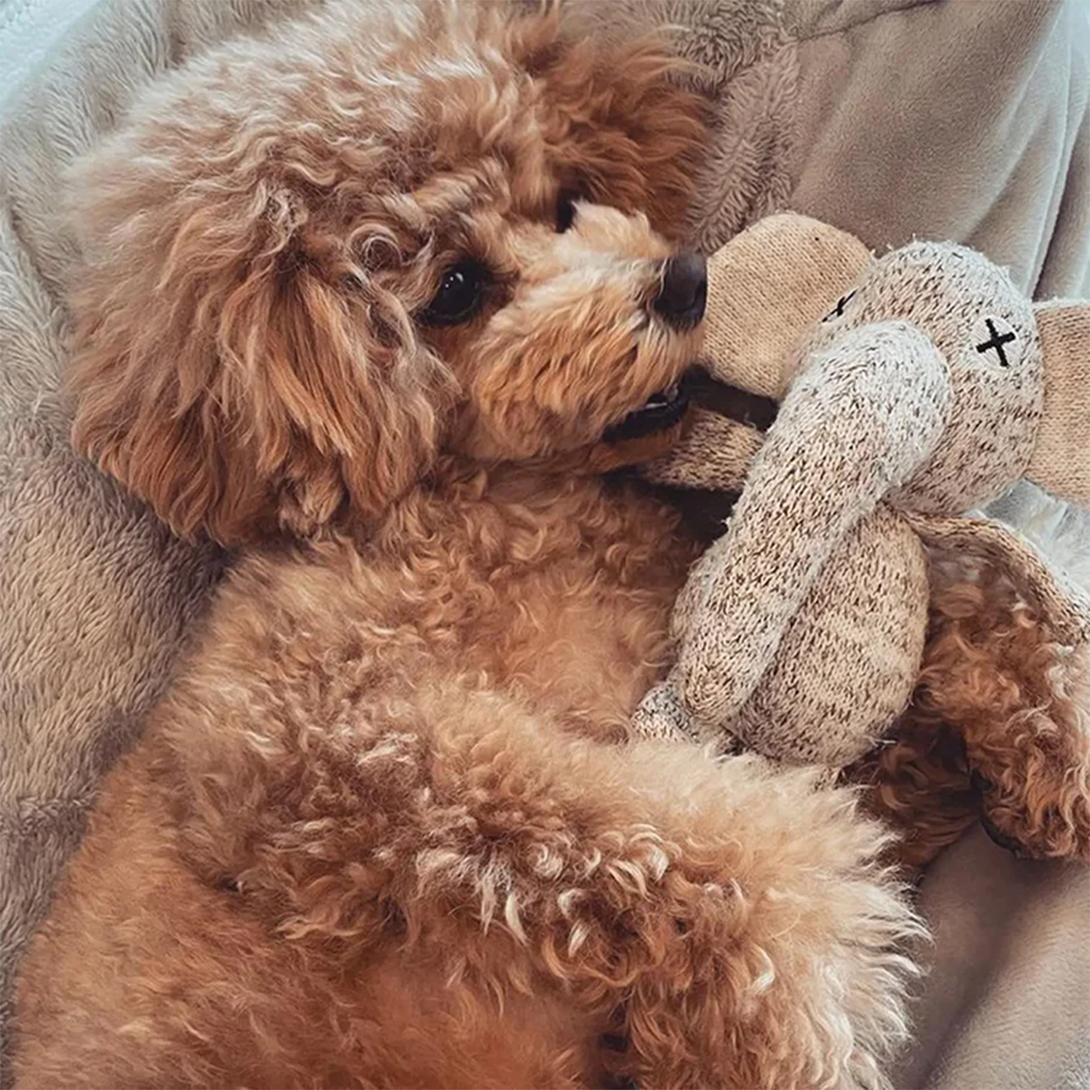 日本FAD｜汪汪小象