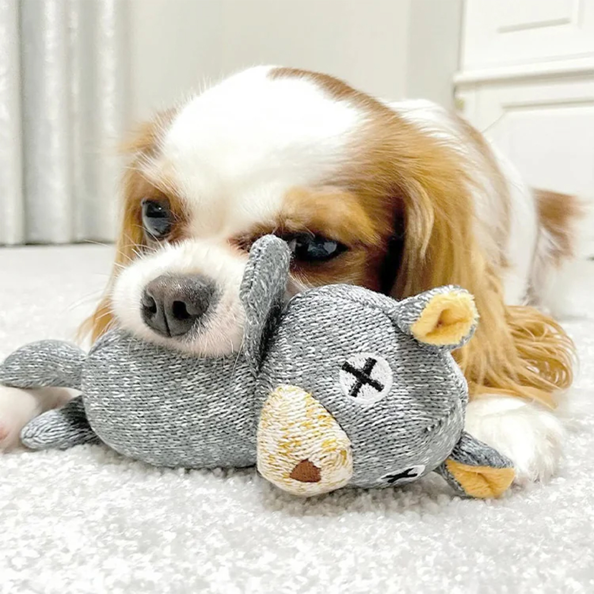 日本FAD｜汪汪小熊S