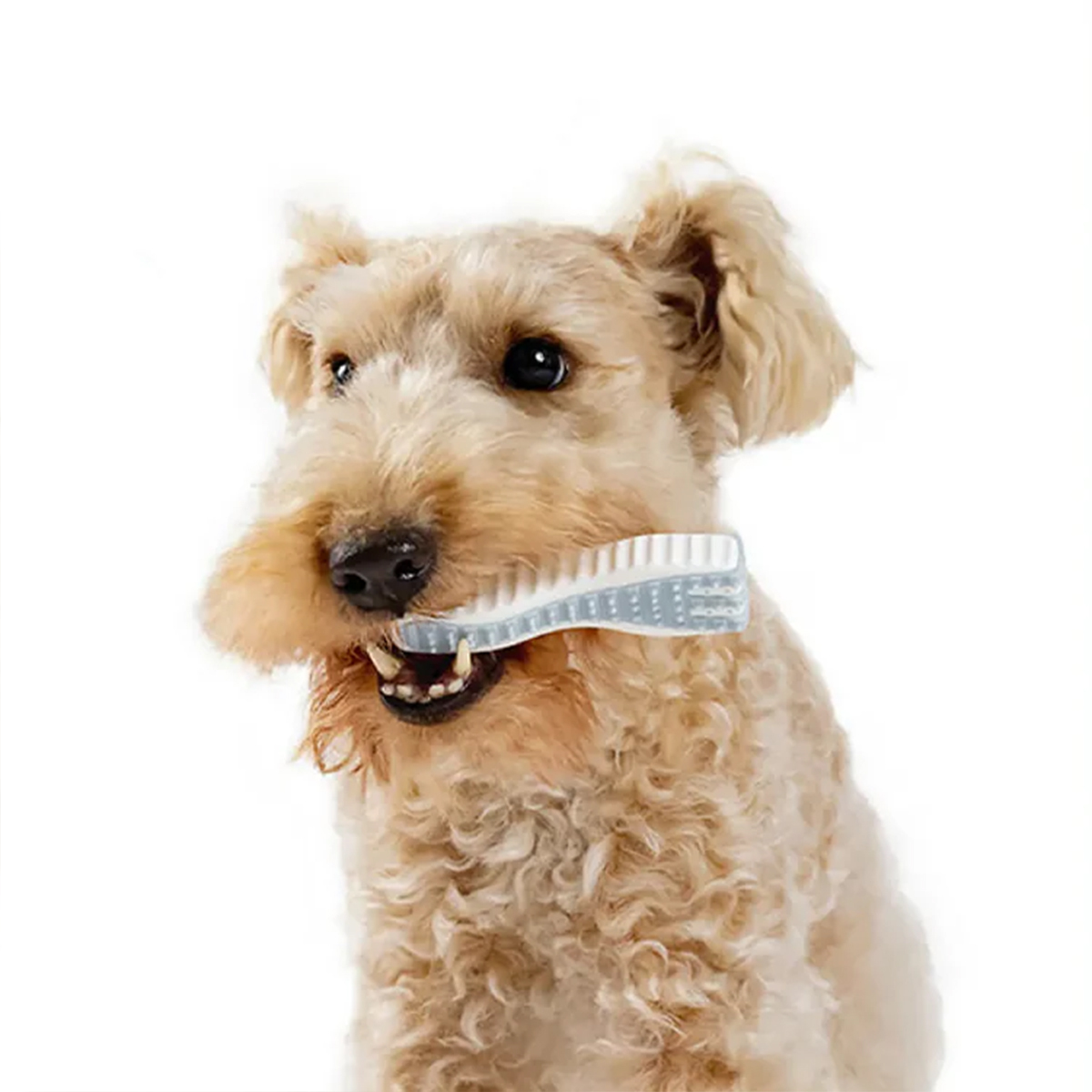 日本FAD｜無毒潔牙橡膠玩具(叉子款)