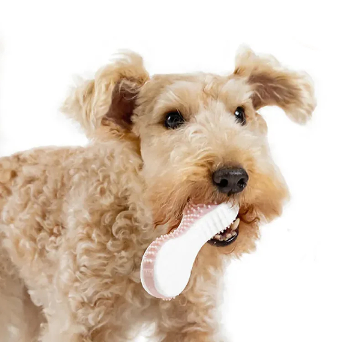 日本FAD｜無毒潔牙橡膠玩具(湯匙款)