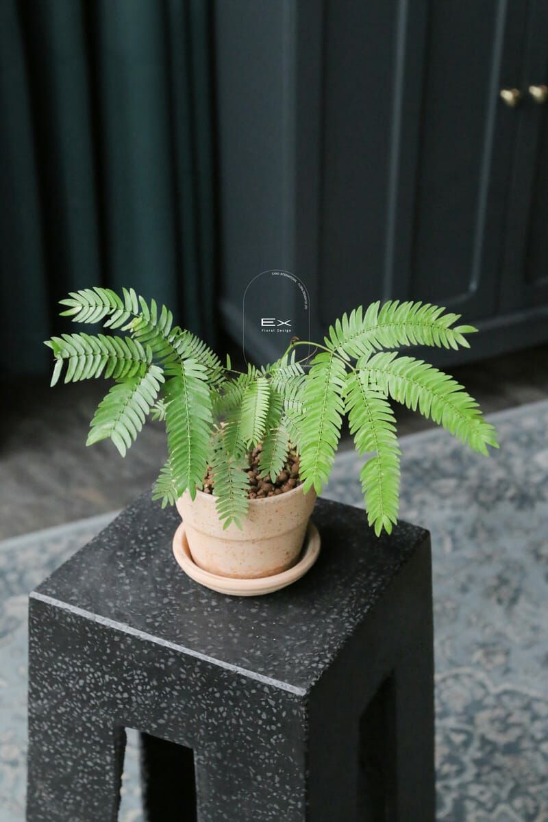 小豆樹 Cojoba arborea｜義大利陶盆 Deroma