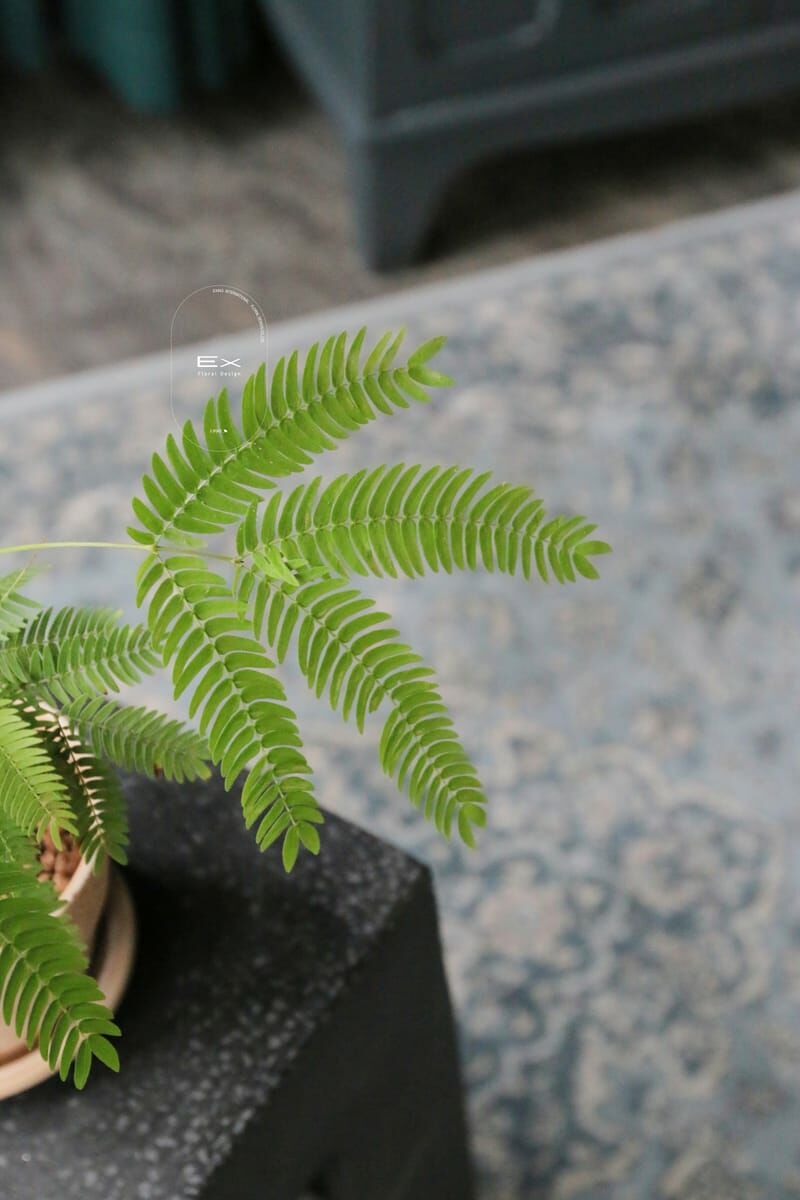 小豆樹 Cojoba arborea｜義大利陶盆 Deroma