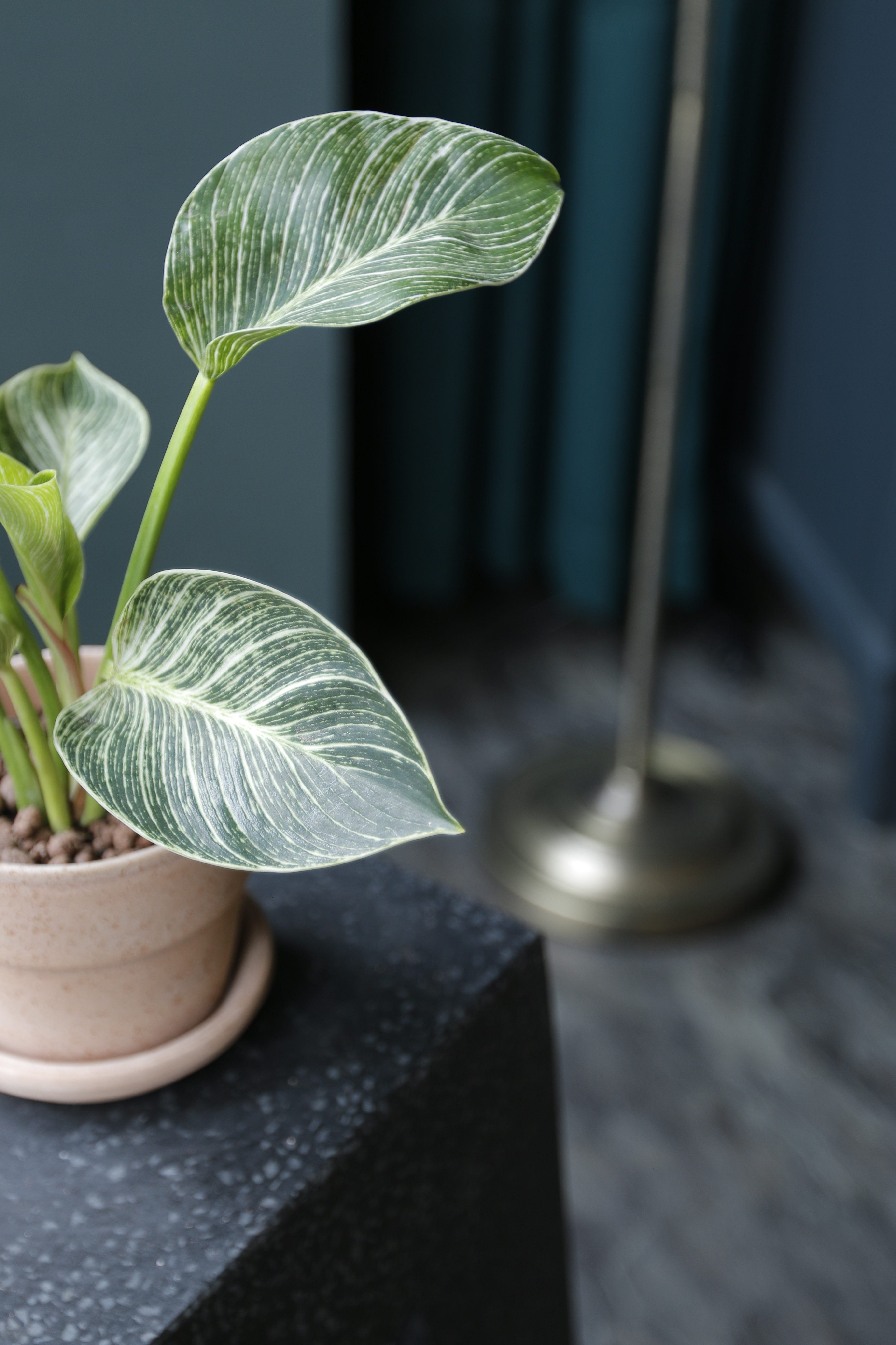 柏金蔓綠絨 Philodendron｜義大利陶盆 Deroma