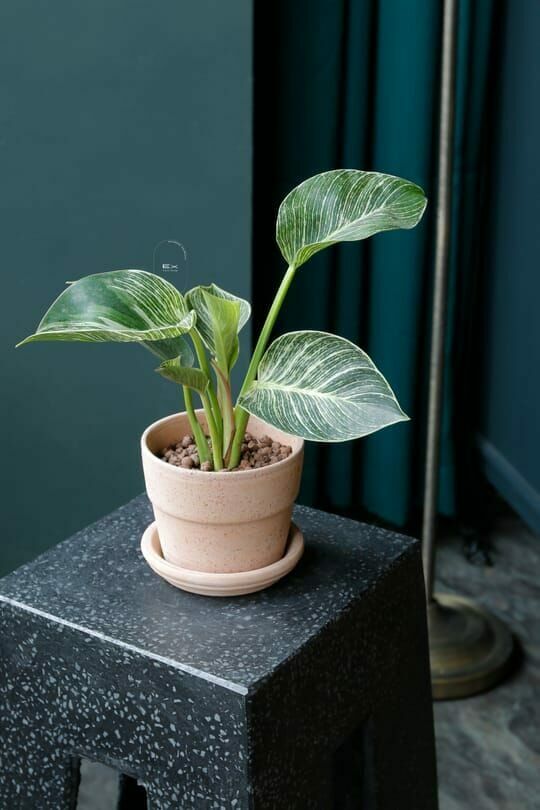 柏金蔓綠絨 Philodendron｜義大利陶盆 Deroma