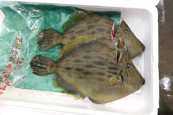 剝皮魚カワハギ