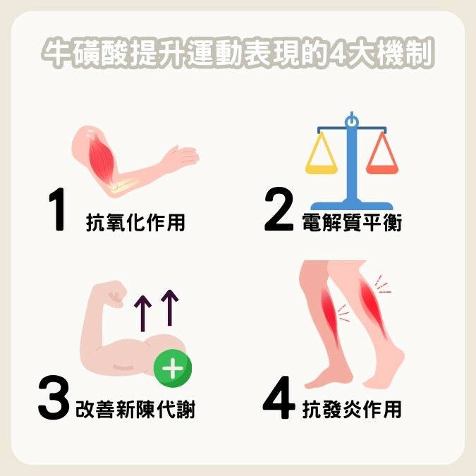 牛磺酸提升運動表現的4大機制