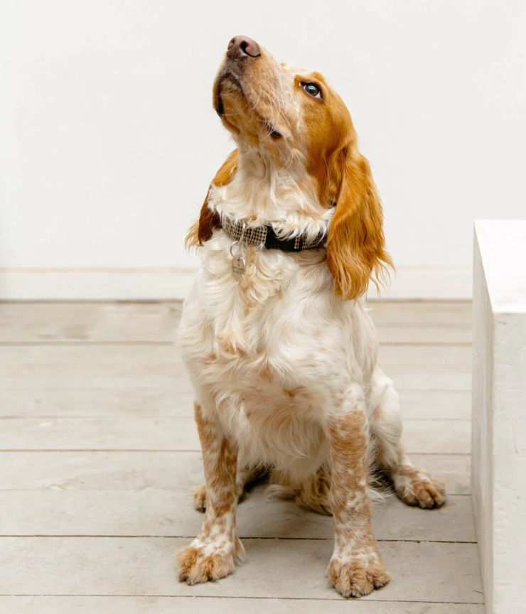 Attirecare 狗狗有機調理洗毛精