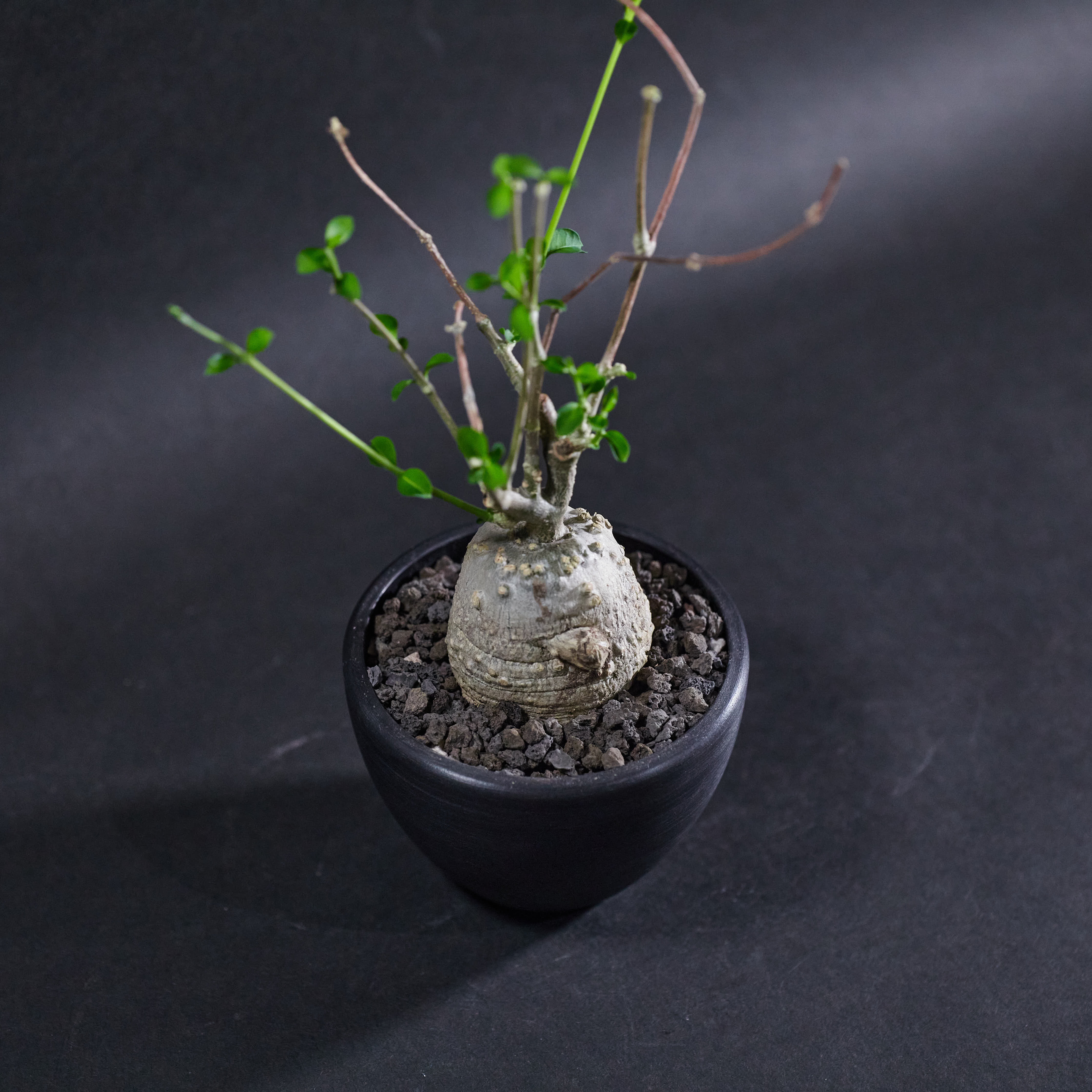 火星人 S size (01) Fockea edulis