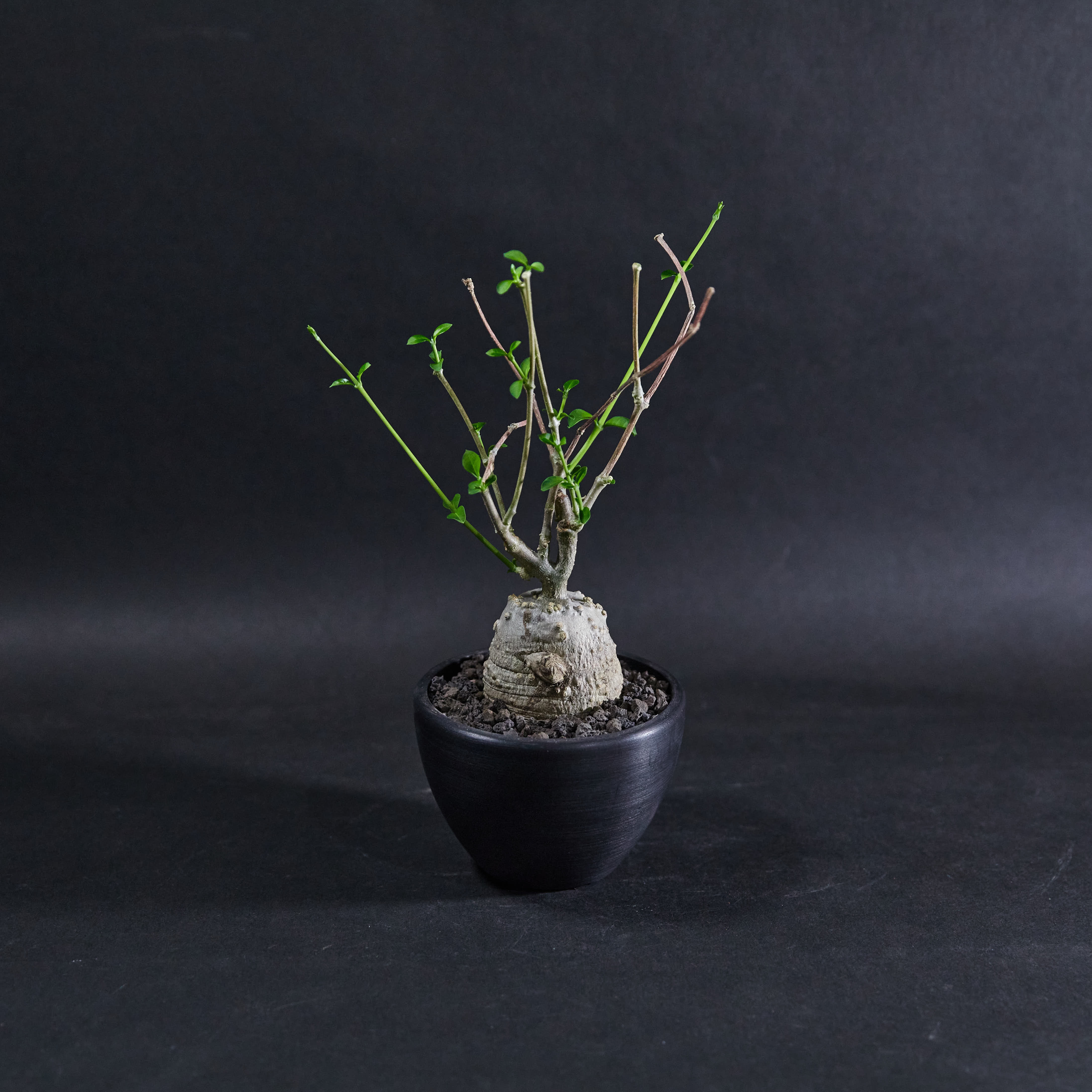 火星人 S size (01) Fockea edulis