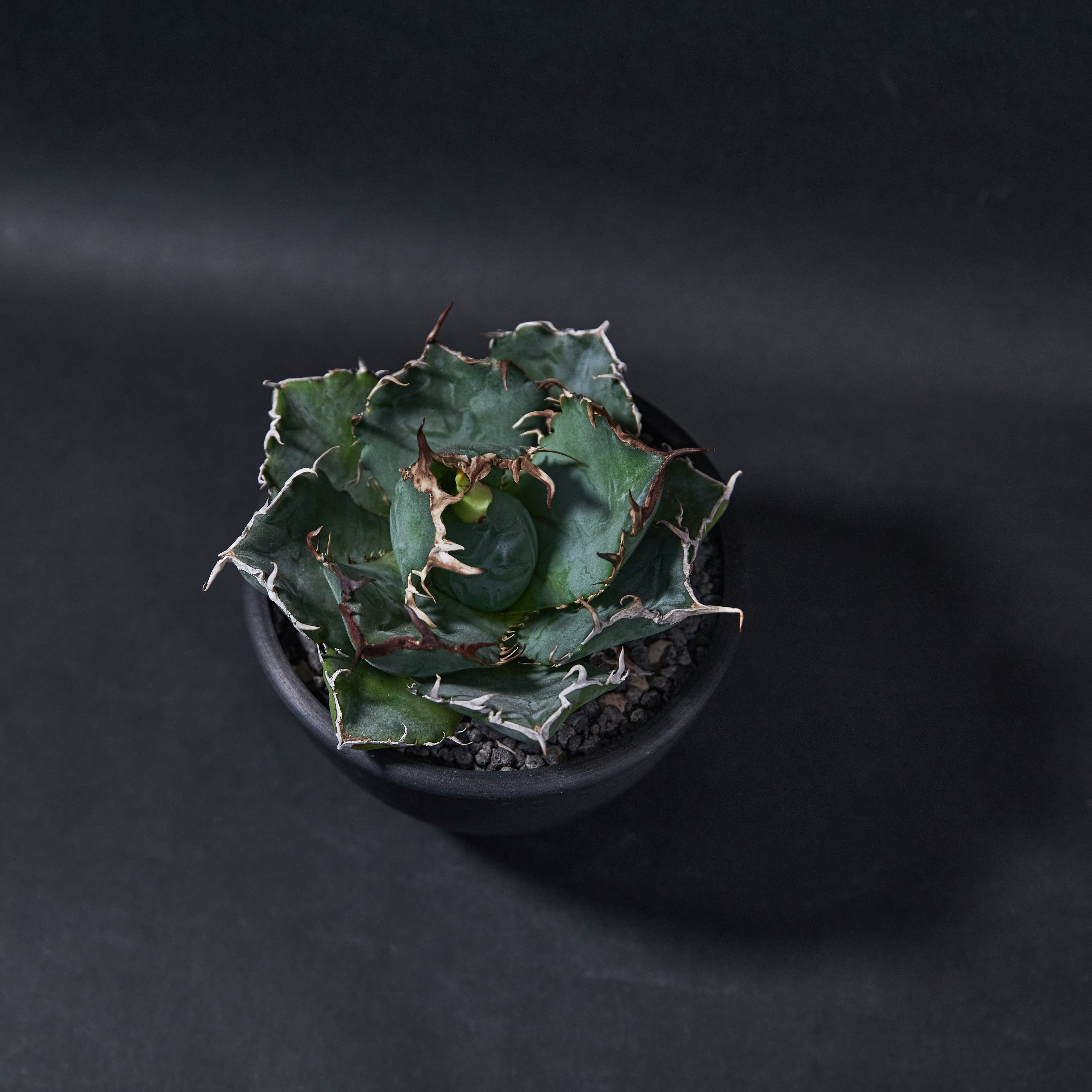 龍舌蘭嚴龍白鯨 M size - Agave