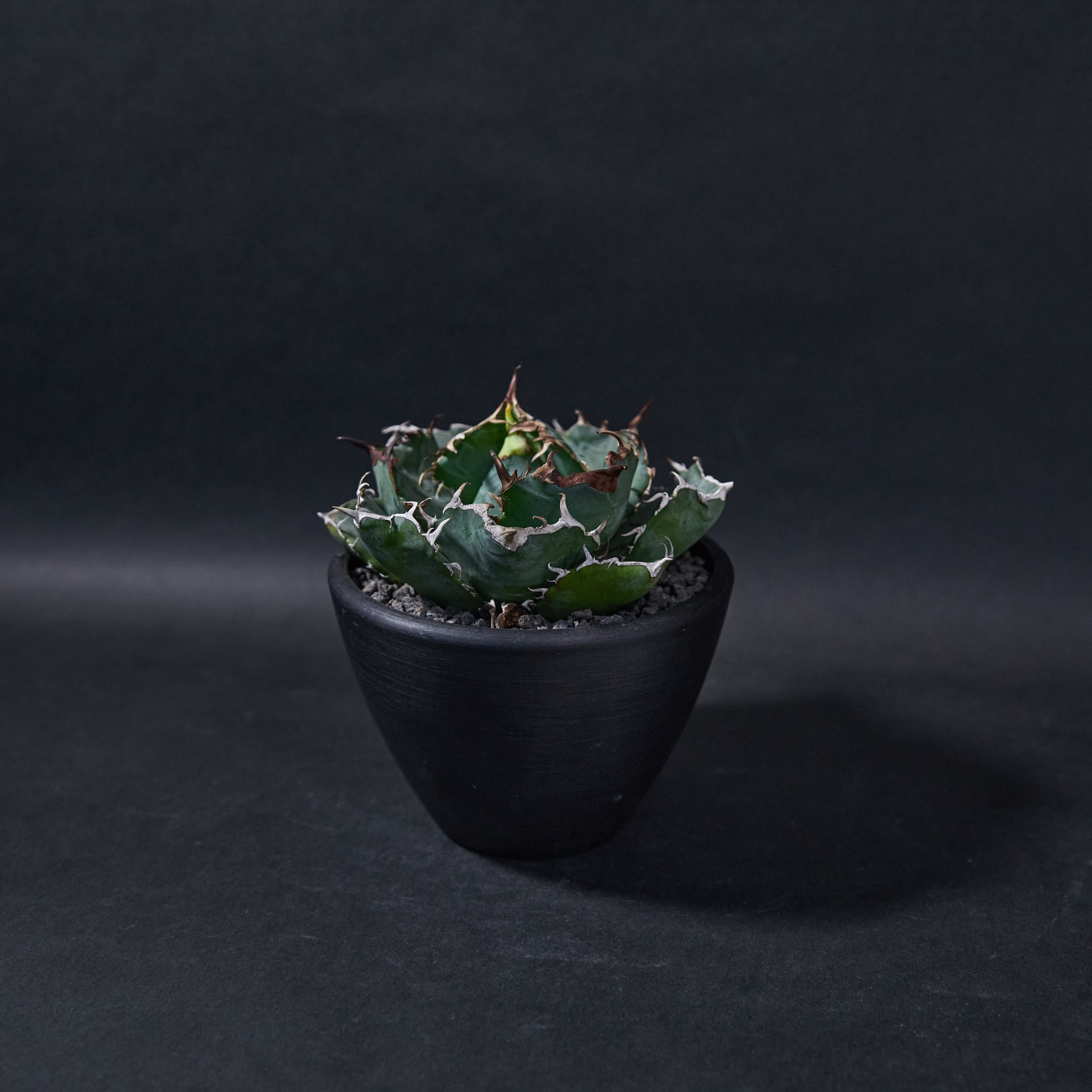 龍舌蘭嚴龍白鯨 M size - Agave