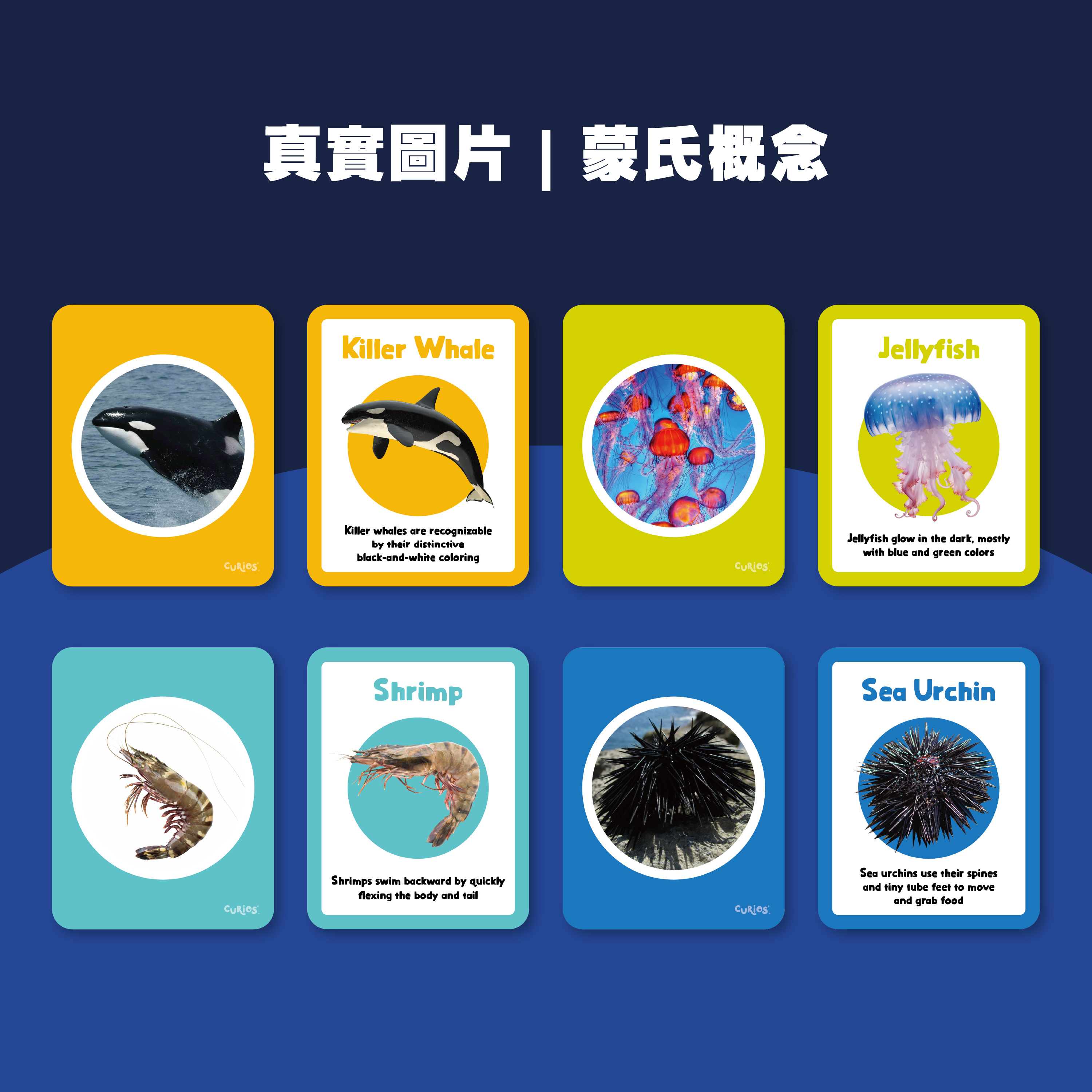 Curios® 英文海洋生物配對卡