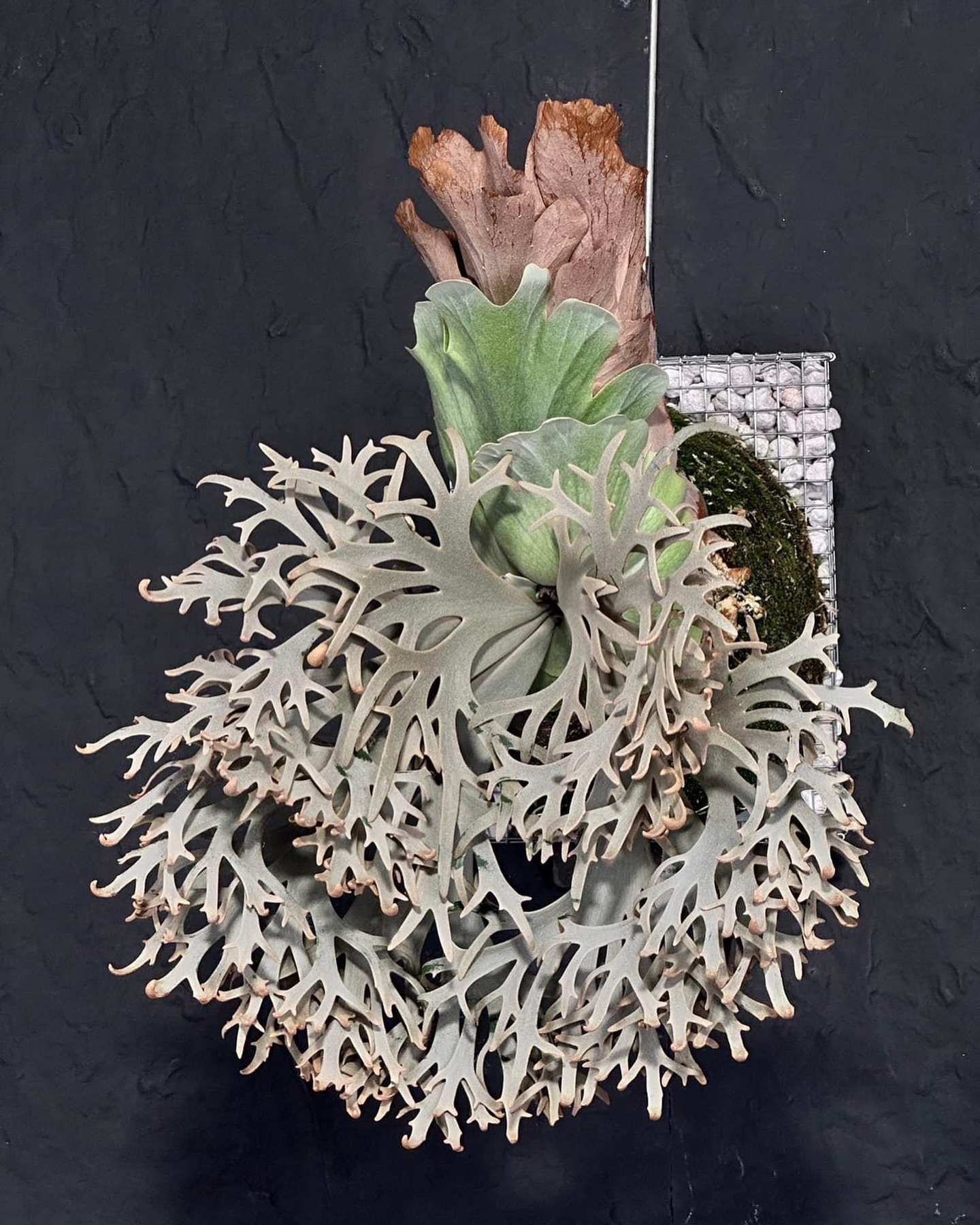 P. willinckii 'Aysun'　月神 P.Willinckii cv Aysun 月神