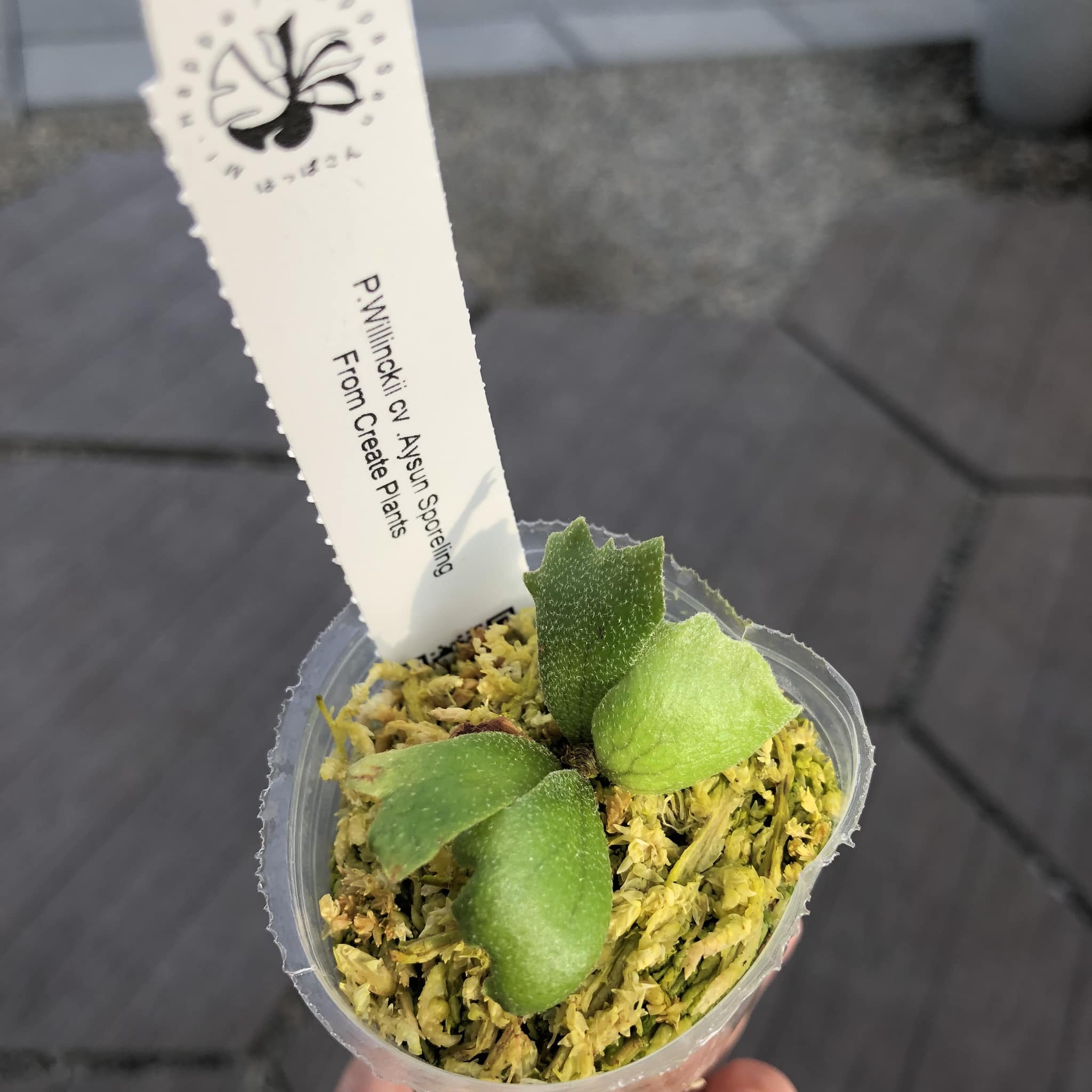 P.Willinckii cv Aysun 月神