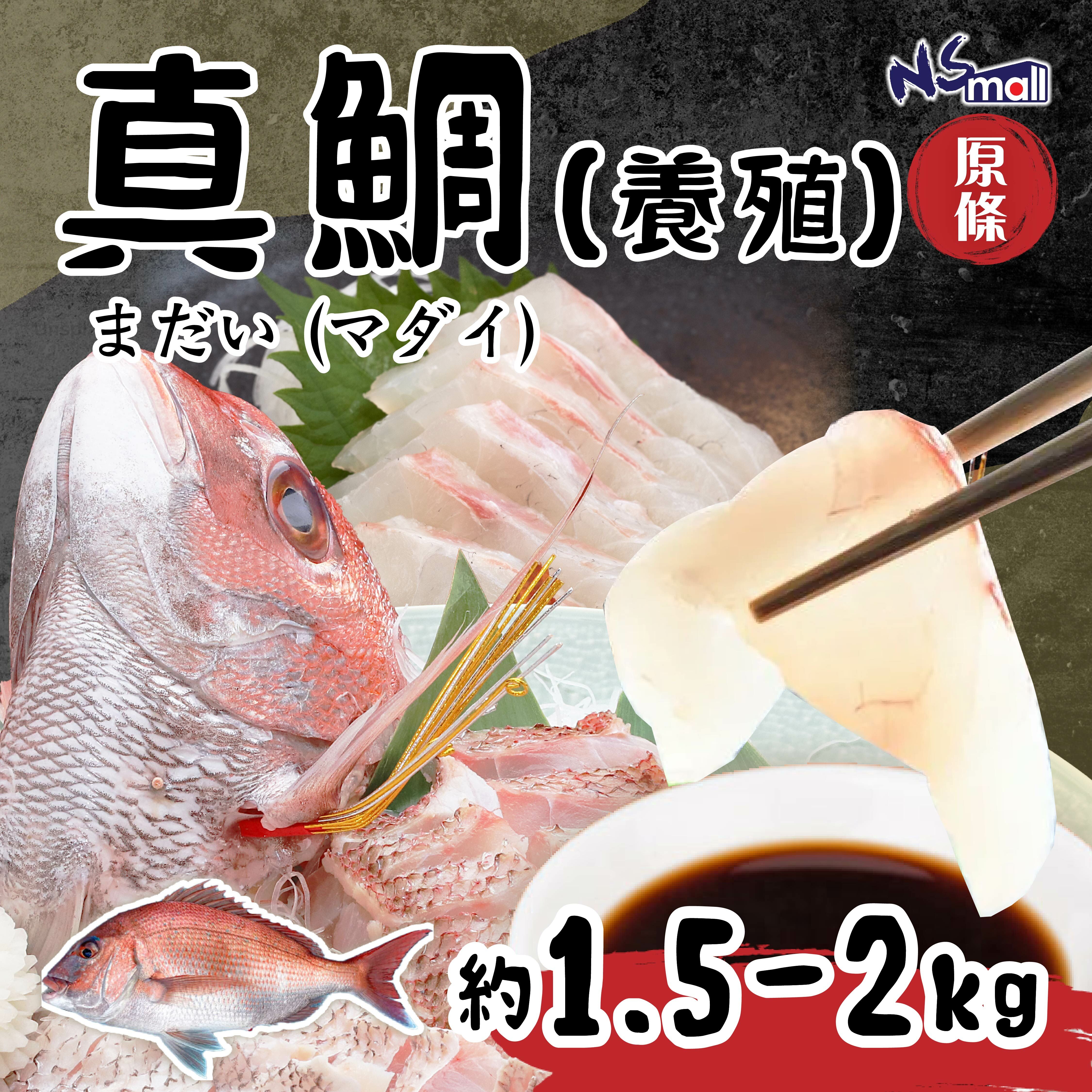 真鯛(養殖) 約1.5-2kg/條