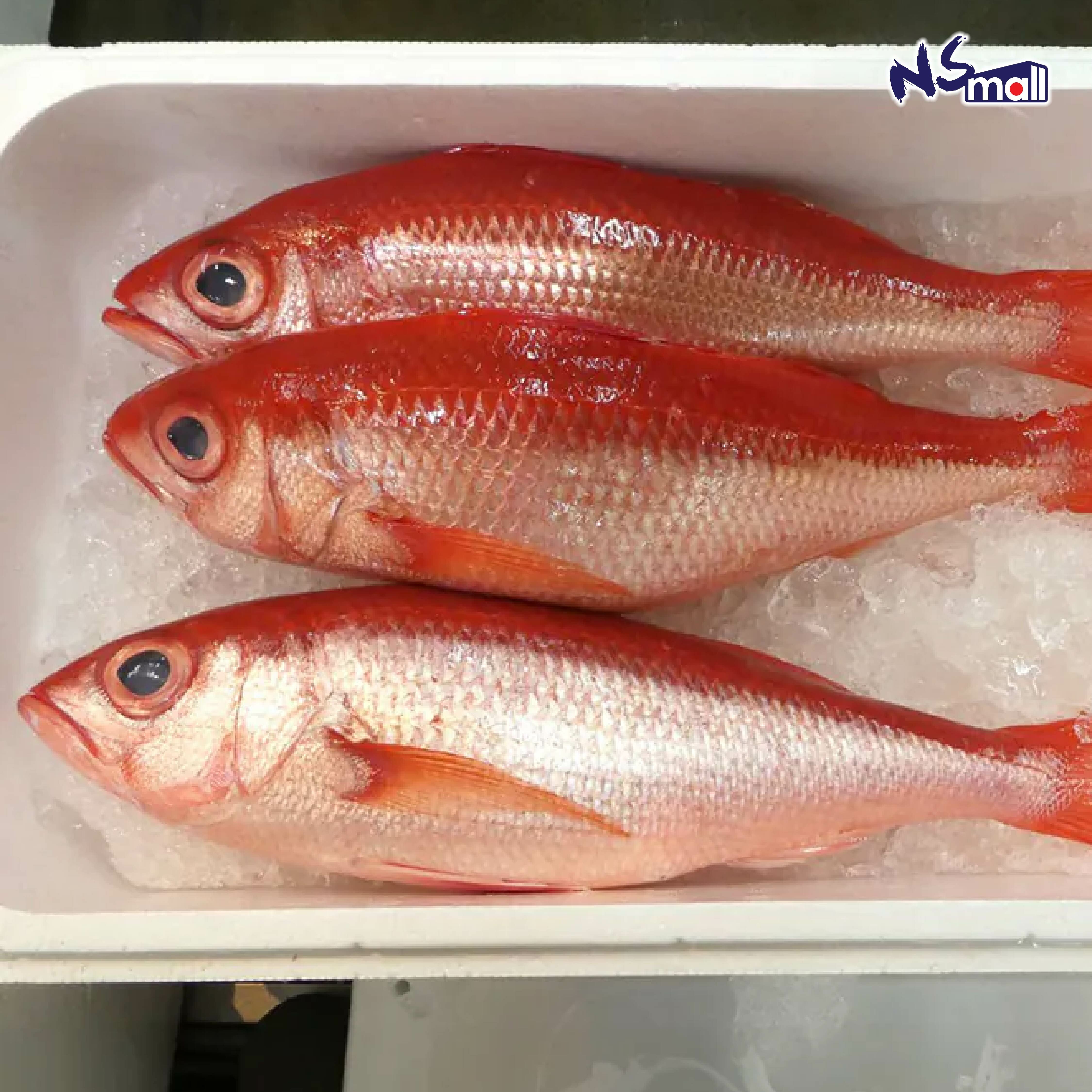尾長鯛 (浜鯛)  約400g-1kg/條