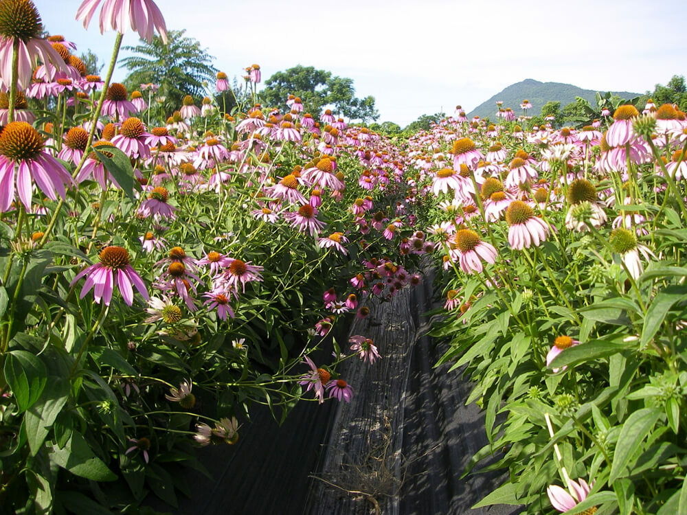黃嘉銘有機紫錐菊花茶/農銘嚴選/2.5g*10入