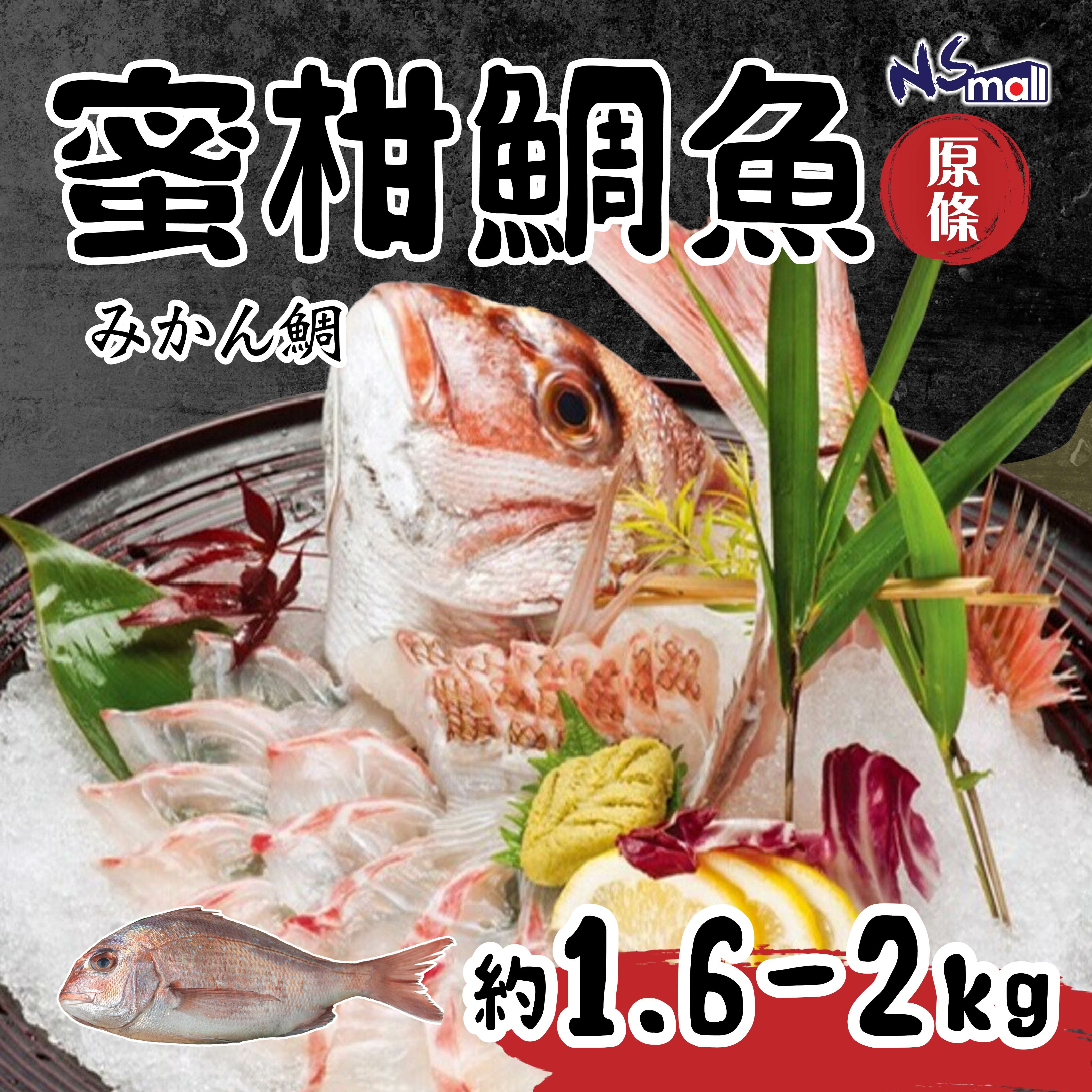 蜜柑鯛魚 約1.6-2kg/條