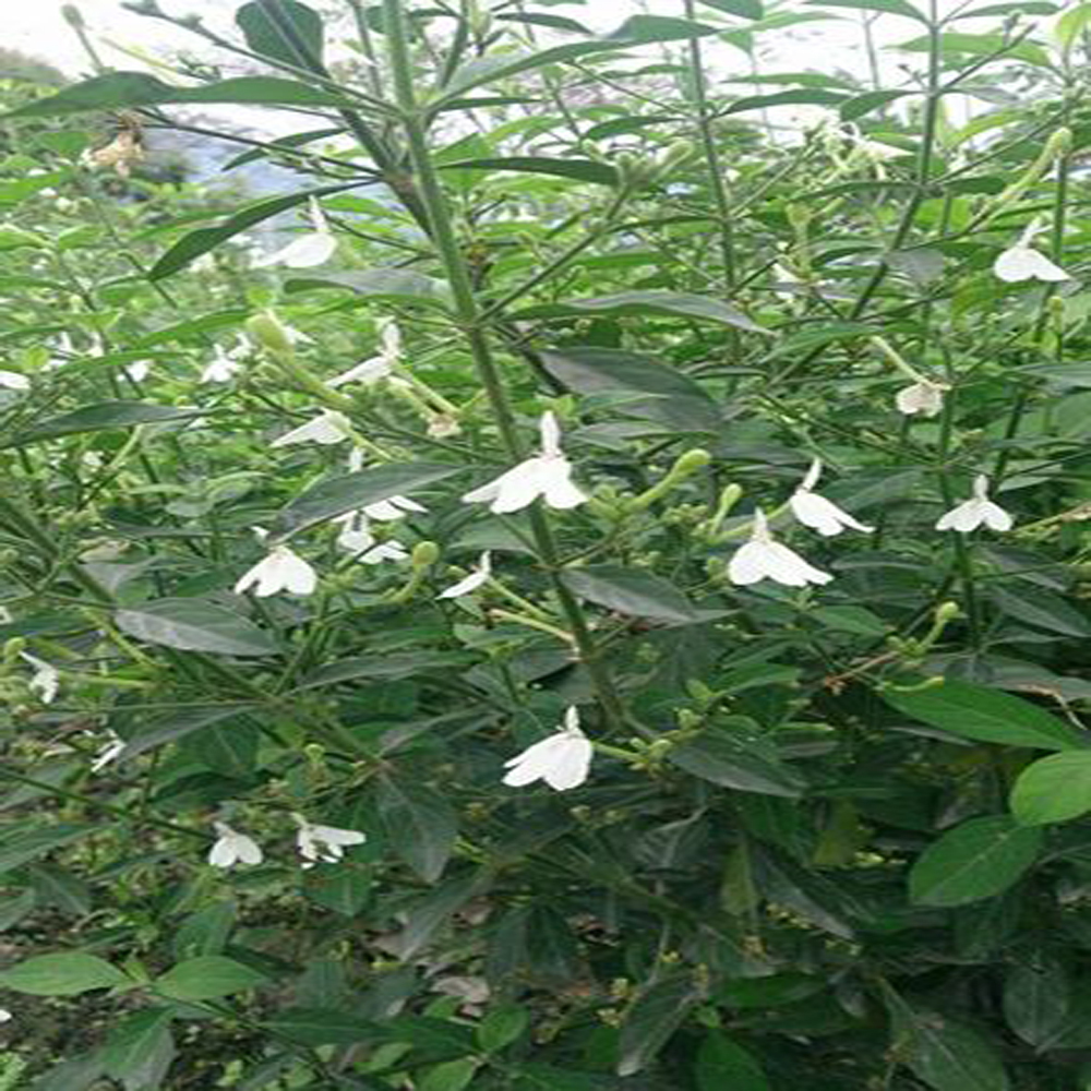 黃嘉銘有機白鶴靈芝茶/農銘嚴選/2.5g*10入