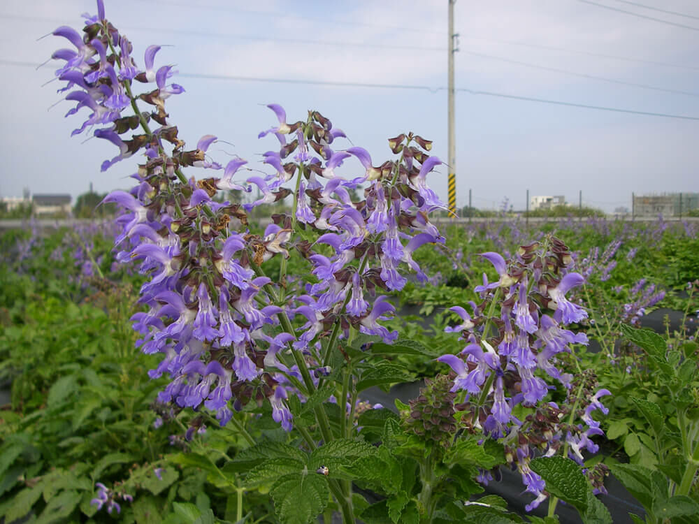 黃嘉銘有機丹蔘茶/農銘嚴選/2.5g*10入