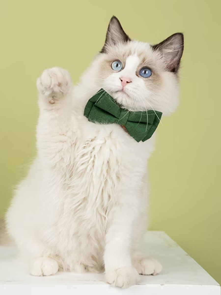 【美好毛日】Pawsholic爪迷 貓咪安全領結項圈｜粉紅糖果