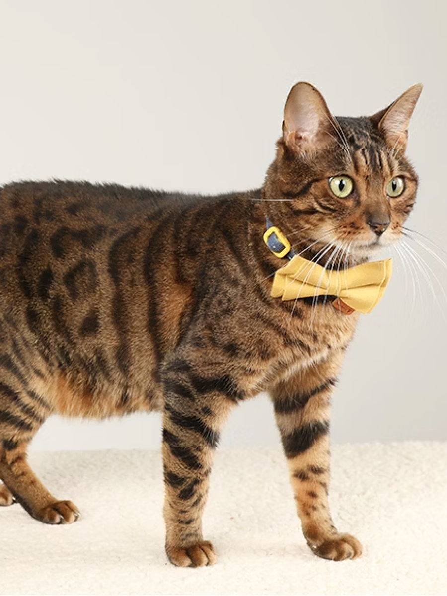 【美好毛日】Pawsholic爪迷 貓咪安全領結項圈｜檸檬樹