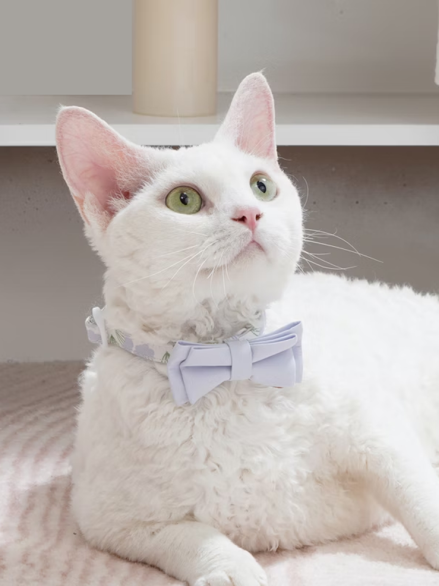 【美好毛日】Pawsholic爪迷 貓咪安全領結項圈｜蒲公英