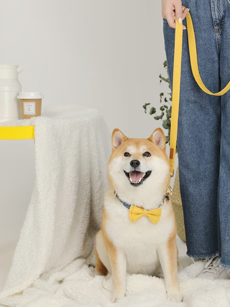 【美好毛日】Pawsholic爪迷 領結項圈｜檸檬樹