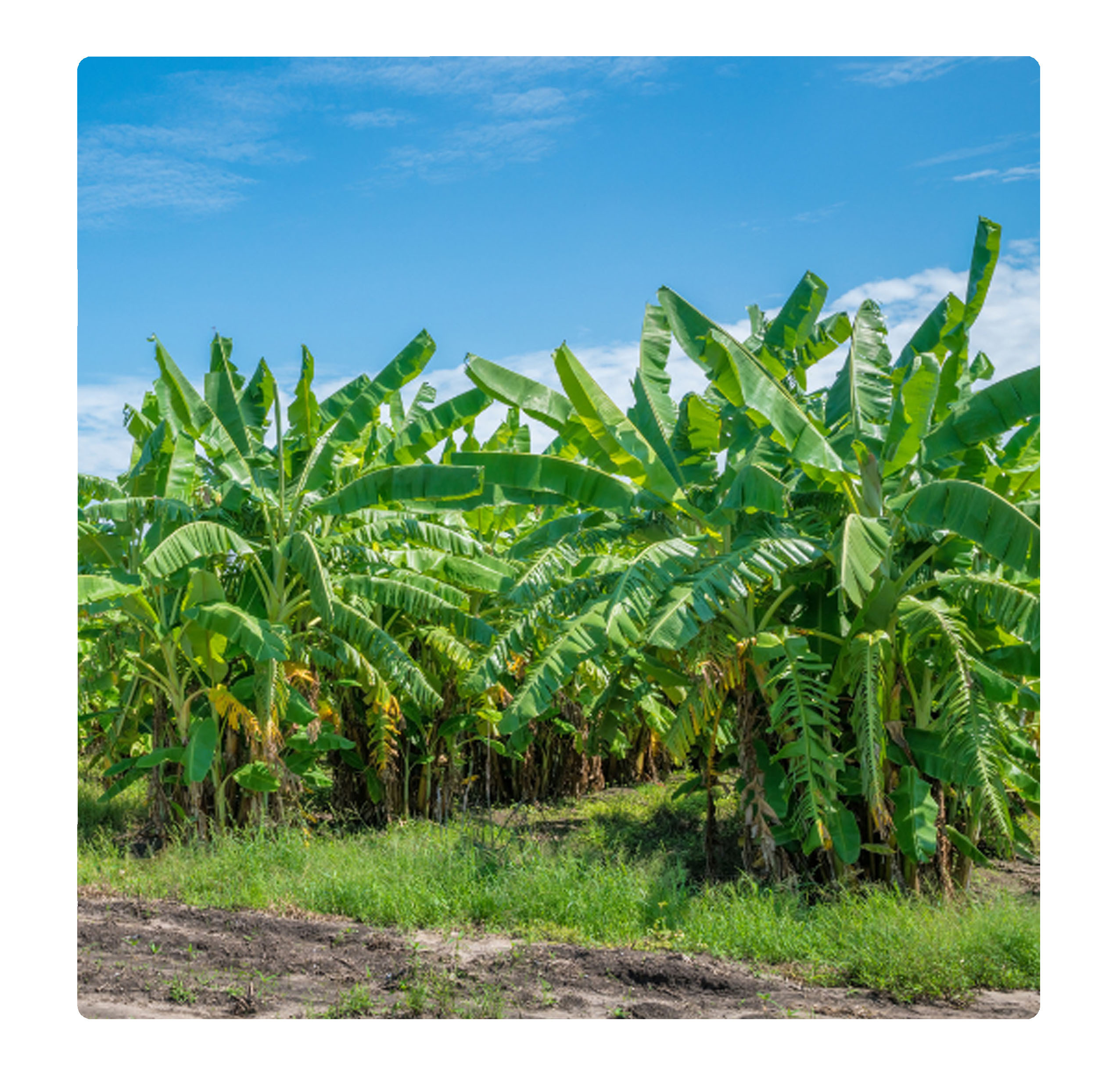 香蕉樹, 水果, fruit, banana tree