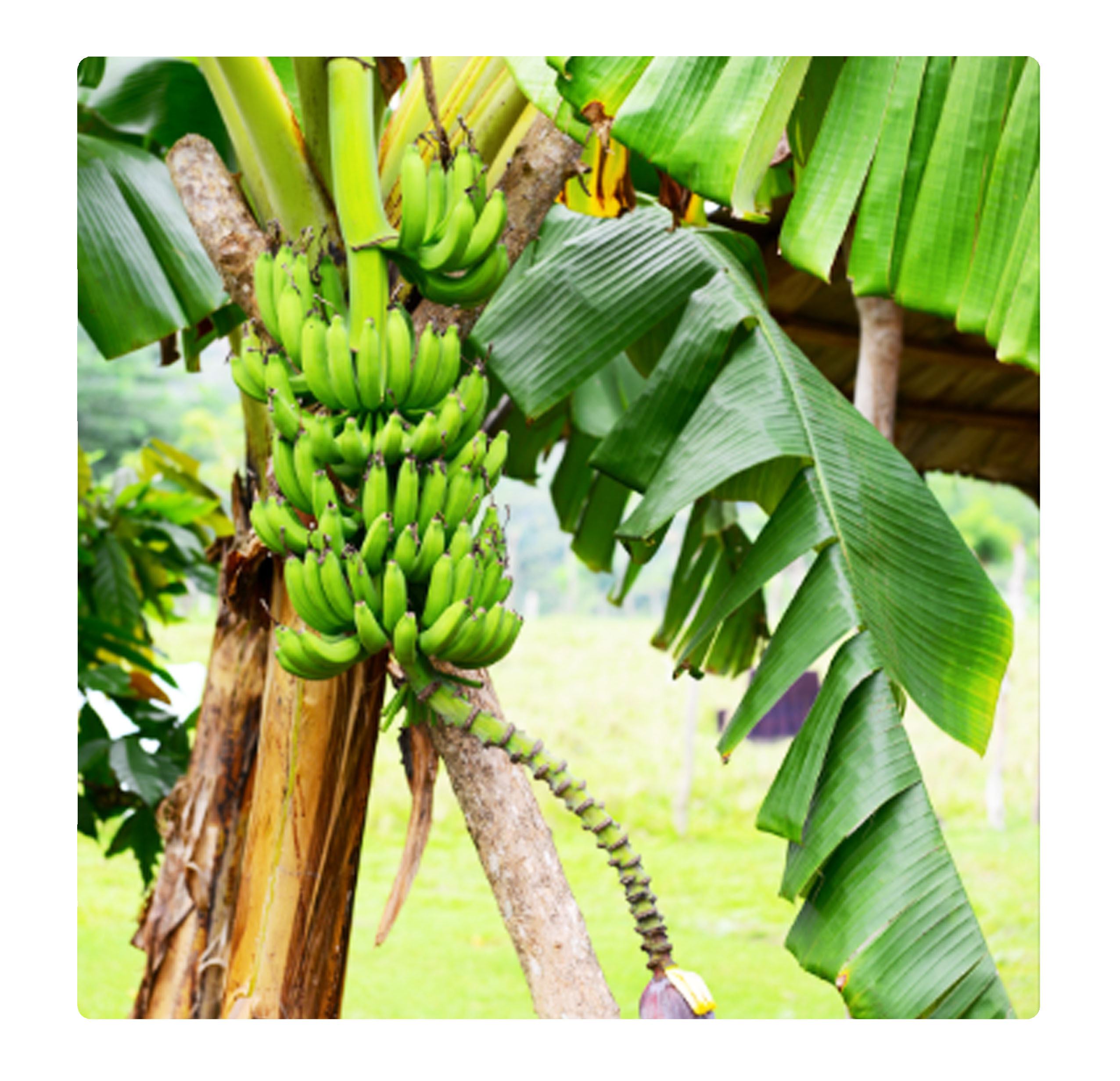 水果, 樹上香蕉, 地捫香蕉, Fruit, banana on the tree, Del Monte banana