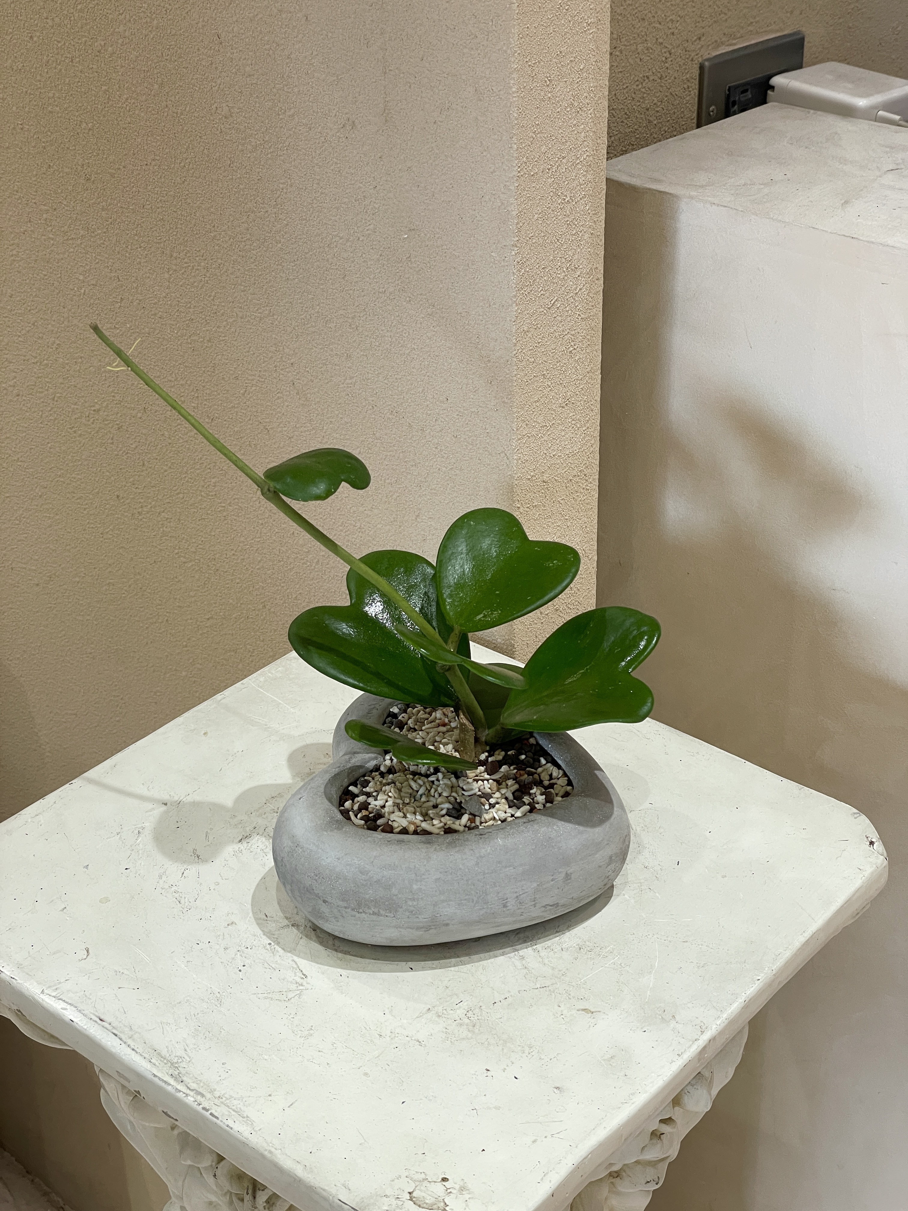 心葉球蘭 淺色愛心盆