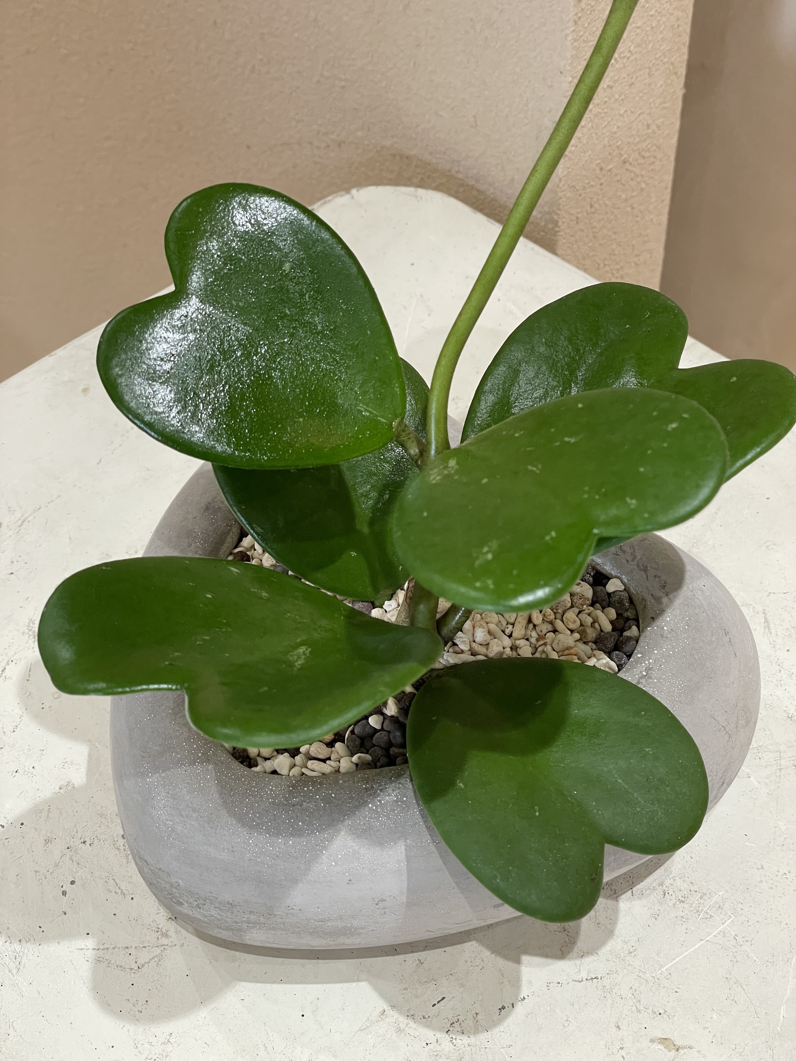 心葉球蘭 淺色愛心盆