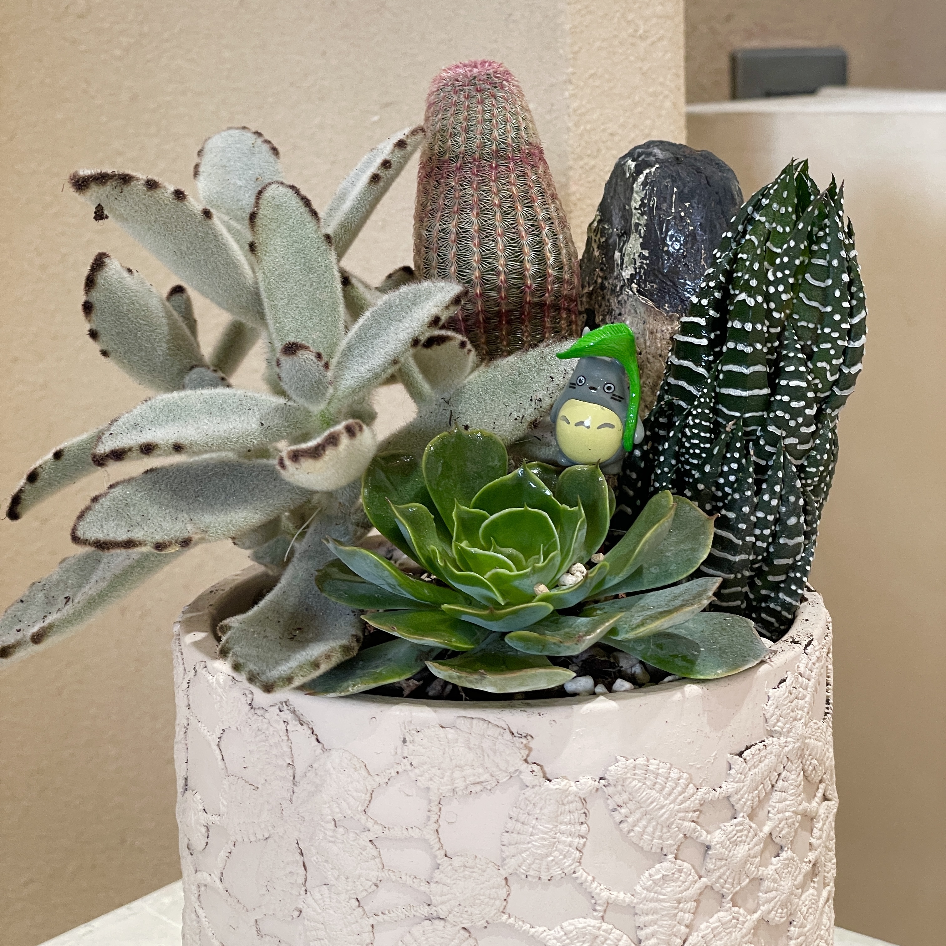 龍貓多肉 花紋盆