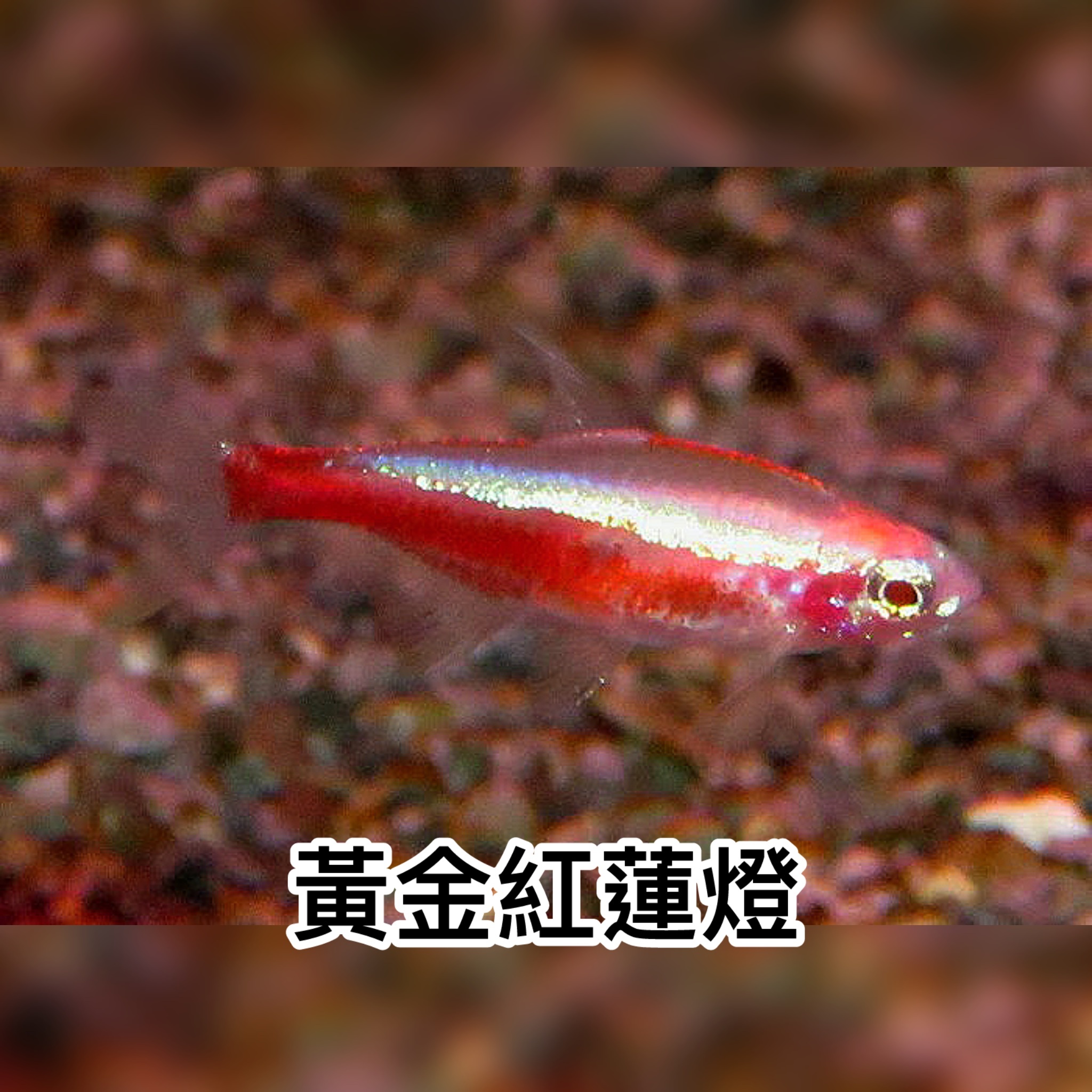 船舶用 船燈 (紅燈、白燈) 國際海事認證POKO】船用救生衣燈2入組(魚雷燈救難燈浮水警示燈手電筒