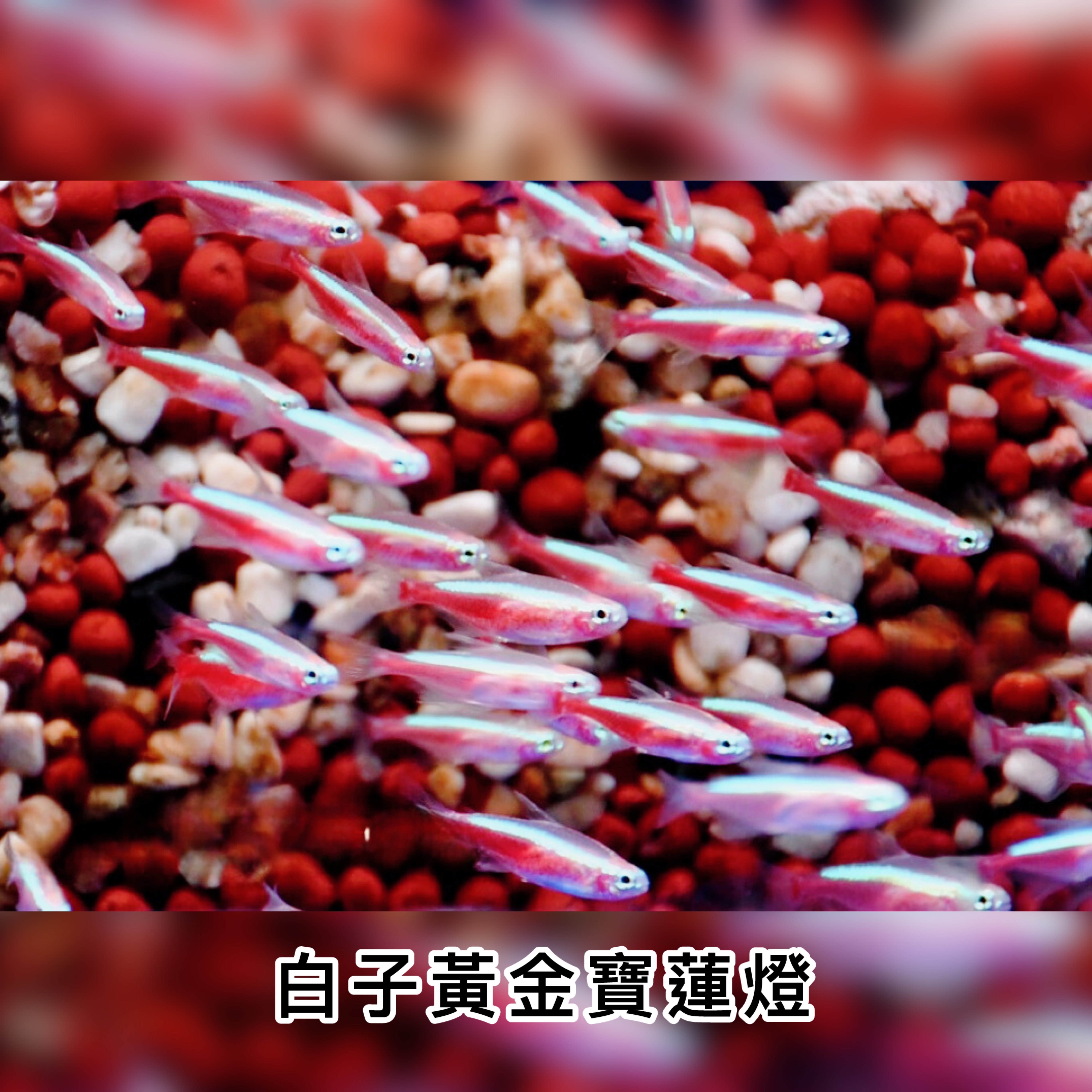 白子黃金紅蓮燈 | Albino Cardinal Tetra