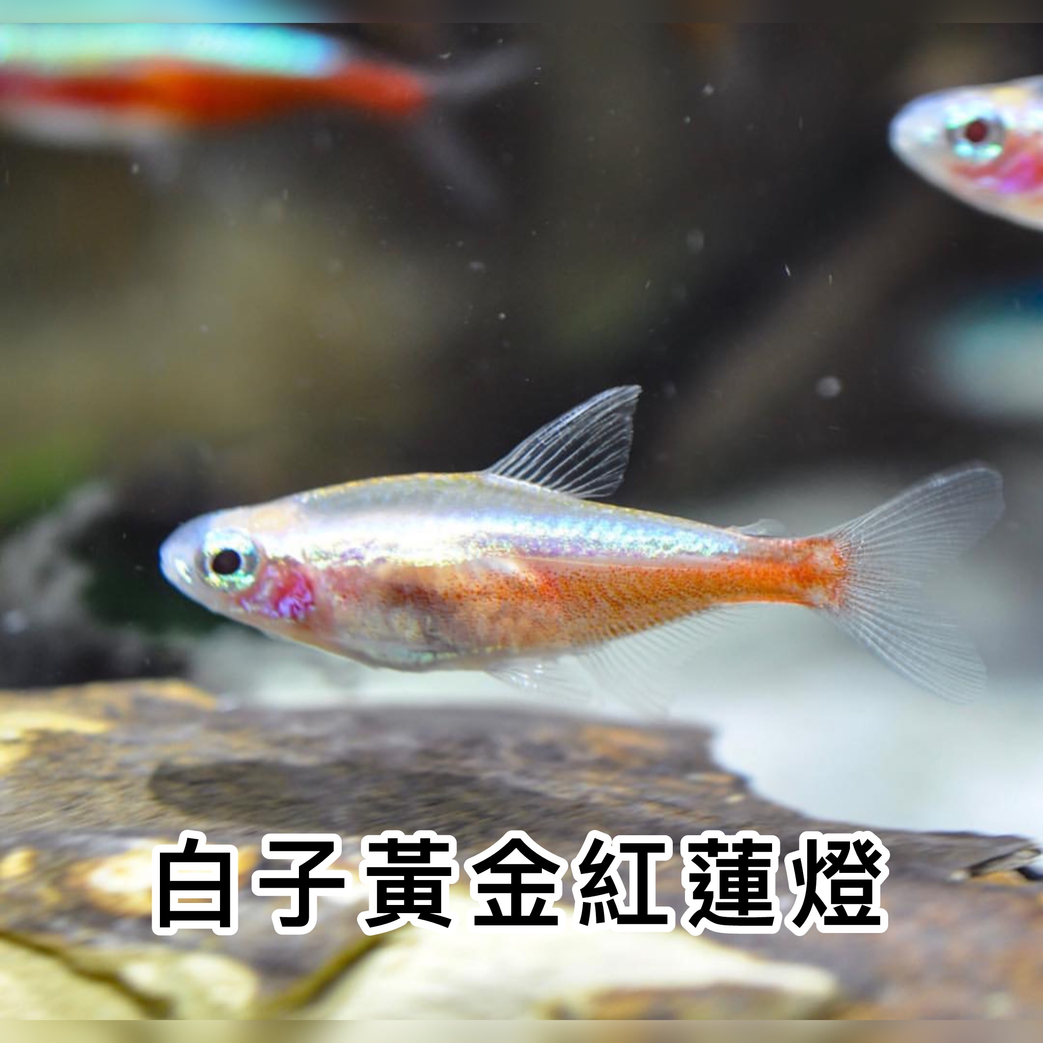 白子黃金紅蓮燈| Albino Cardinal Tetra