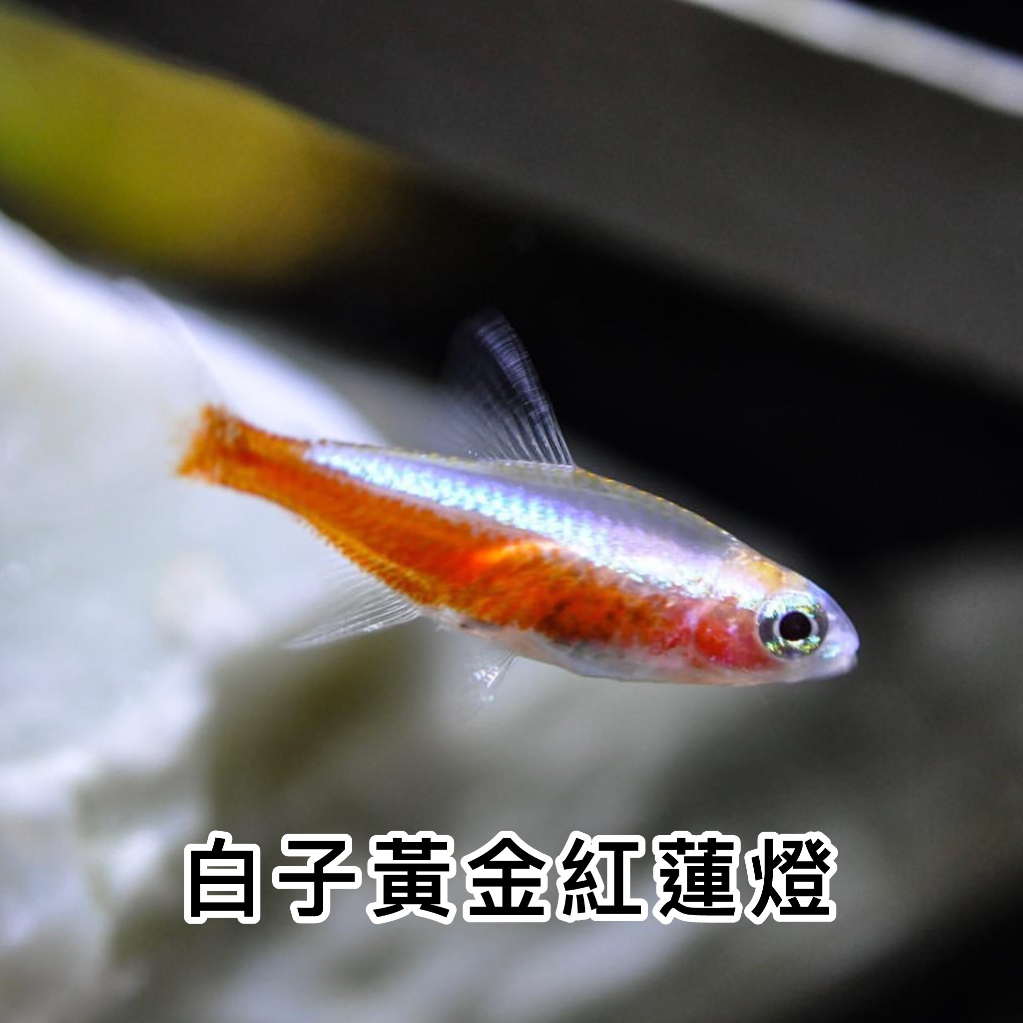 白子黃金紅蓮燈 | Albino Cardinal Tetra