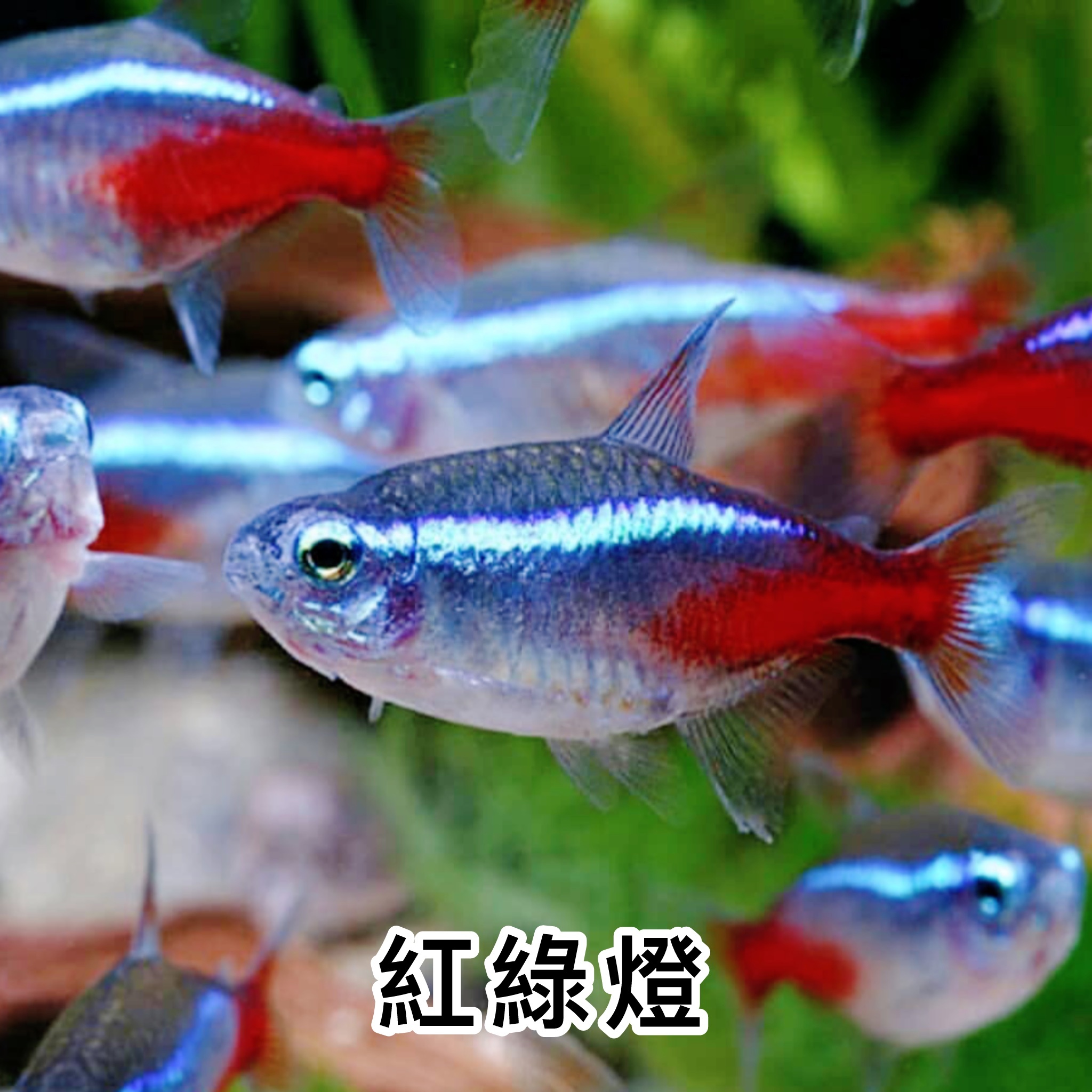 紅綠燈｜Neon Tetra
